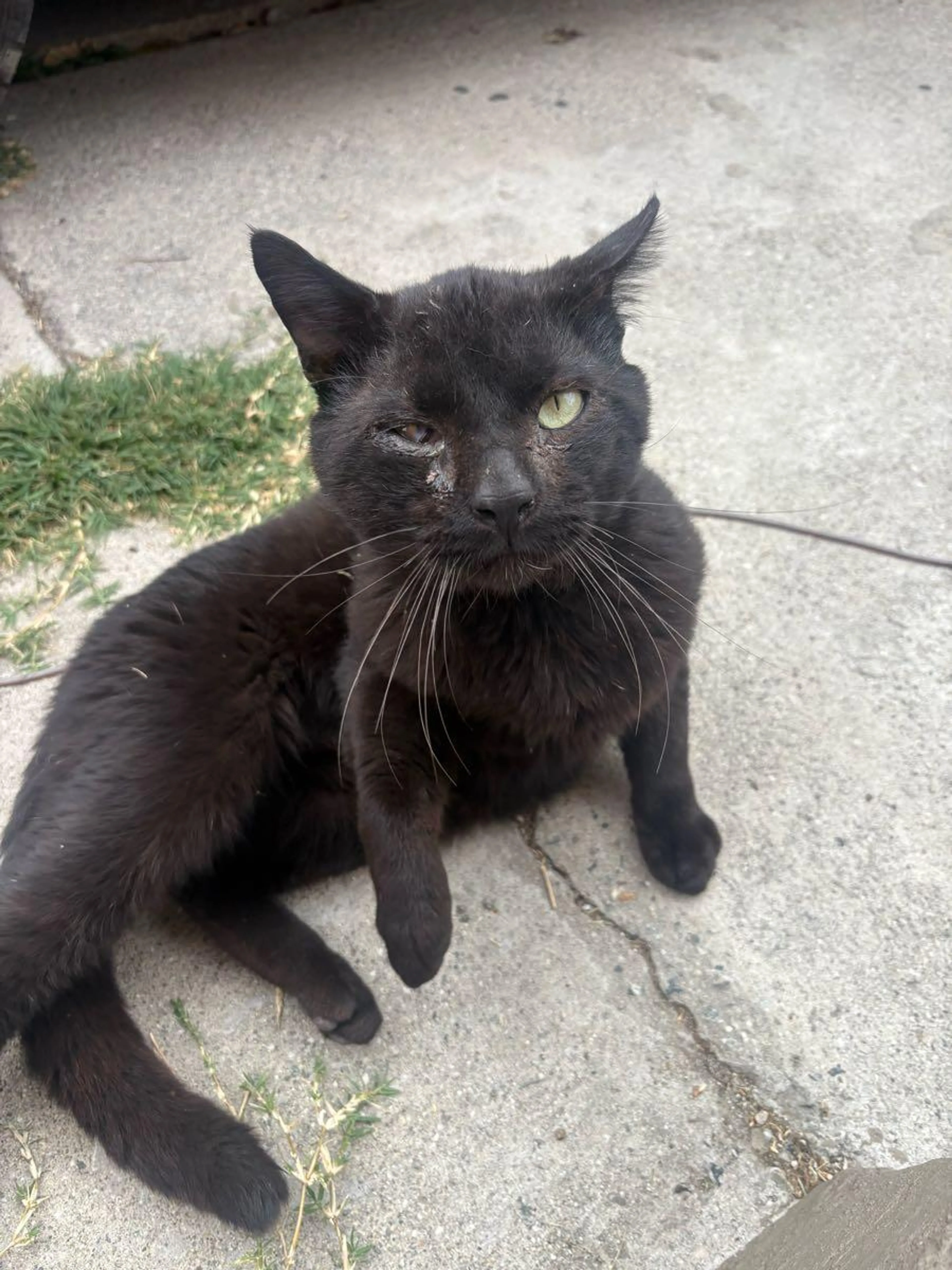 Found pet