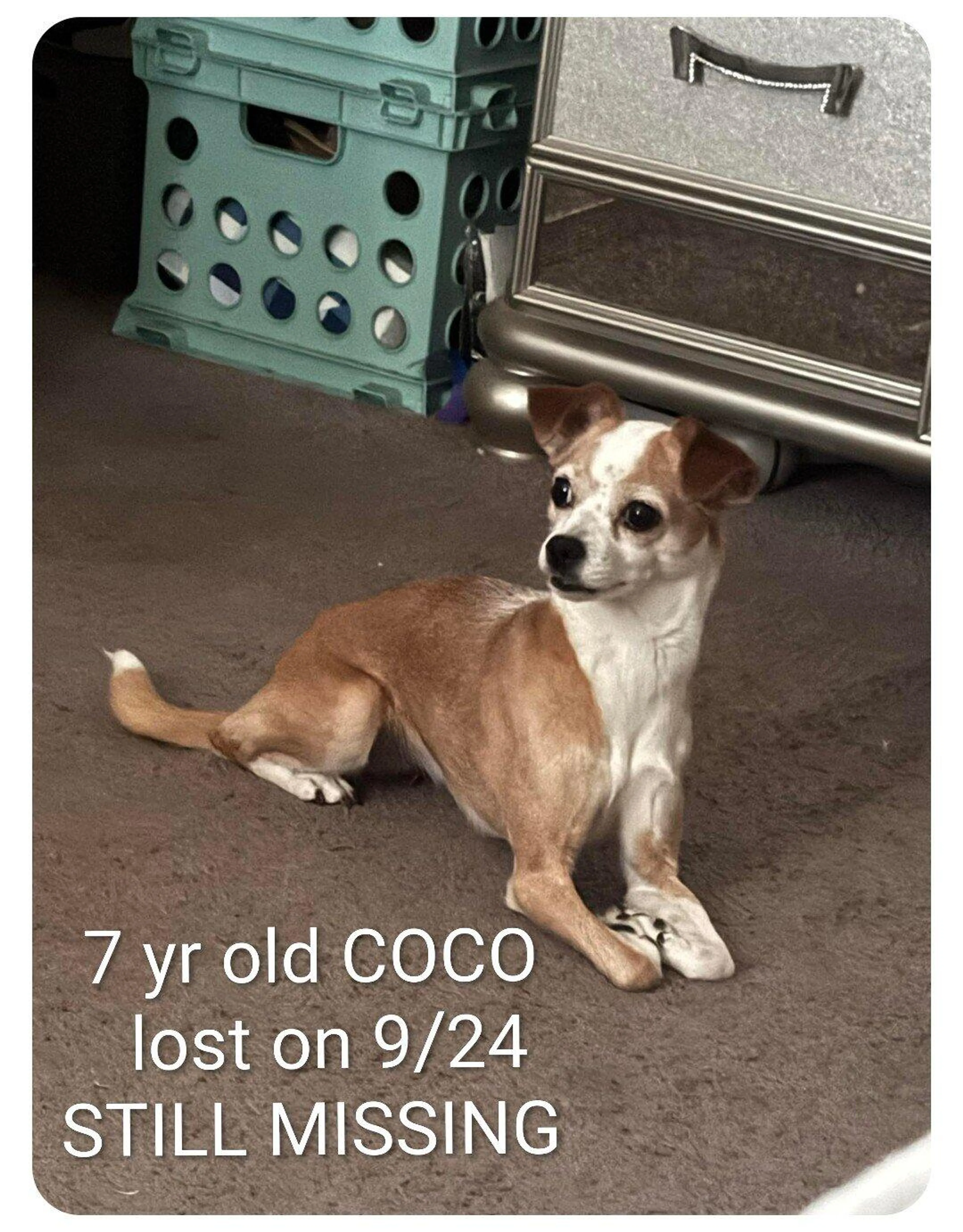 Lost pet