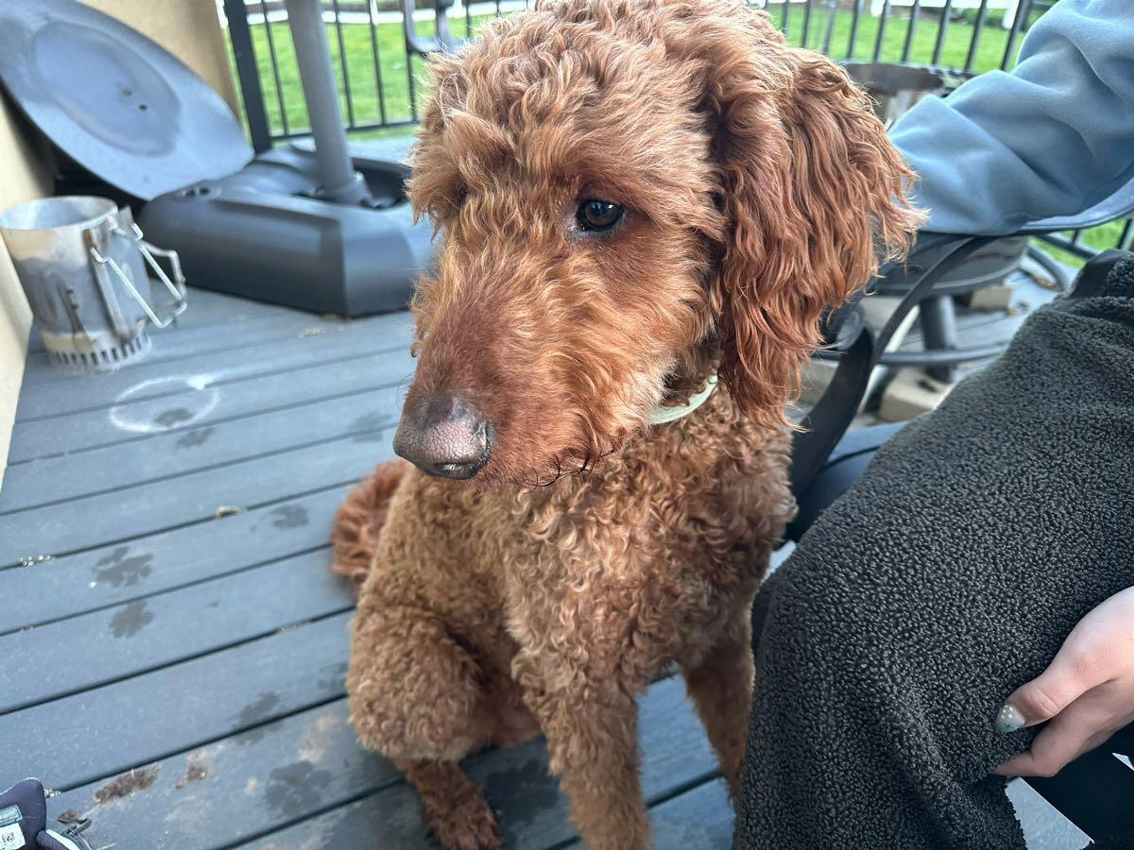 Found pet