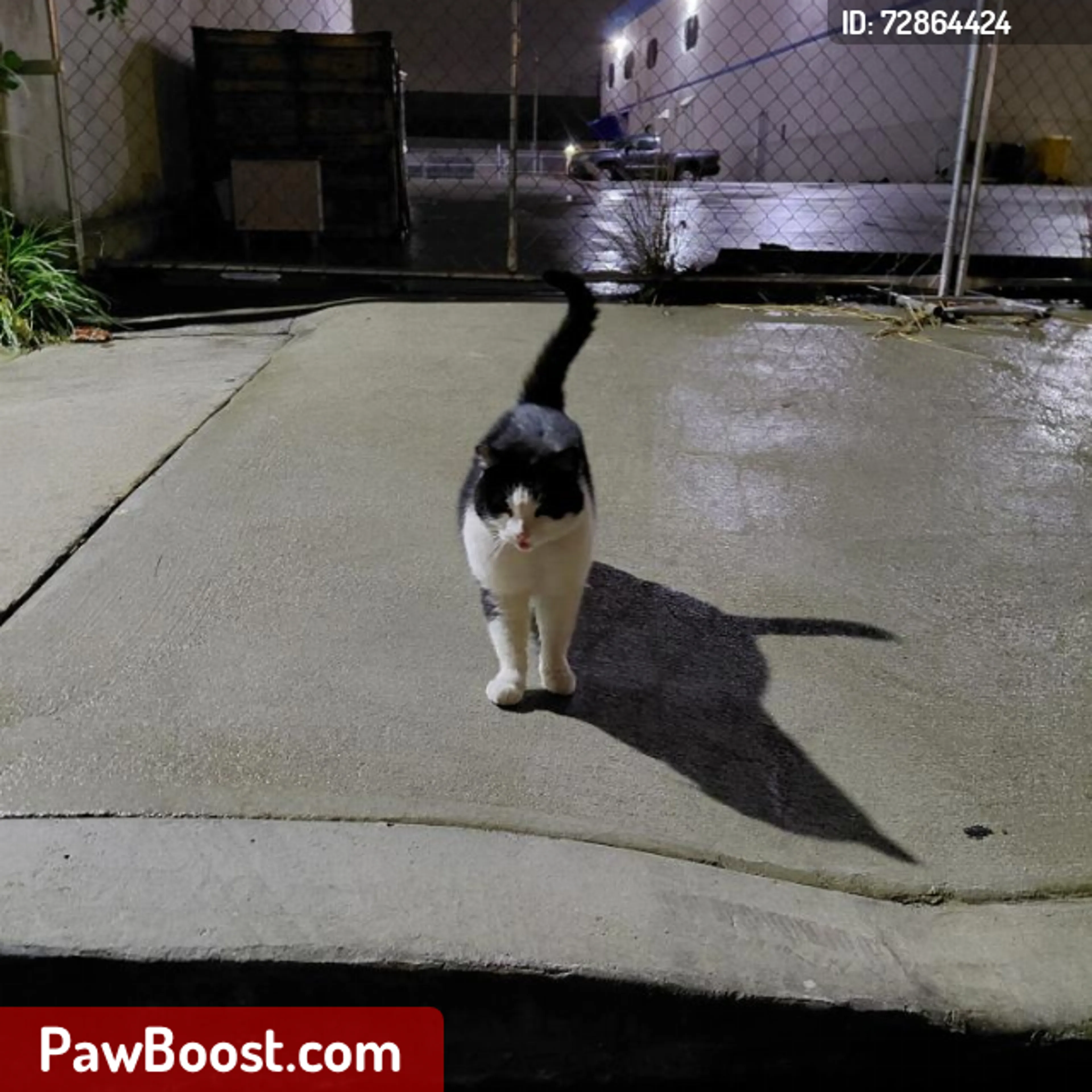 Lost pet