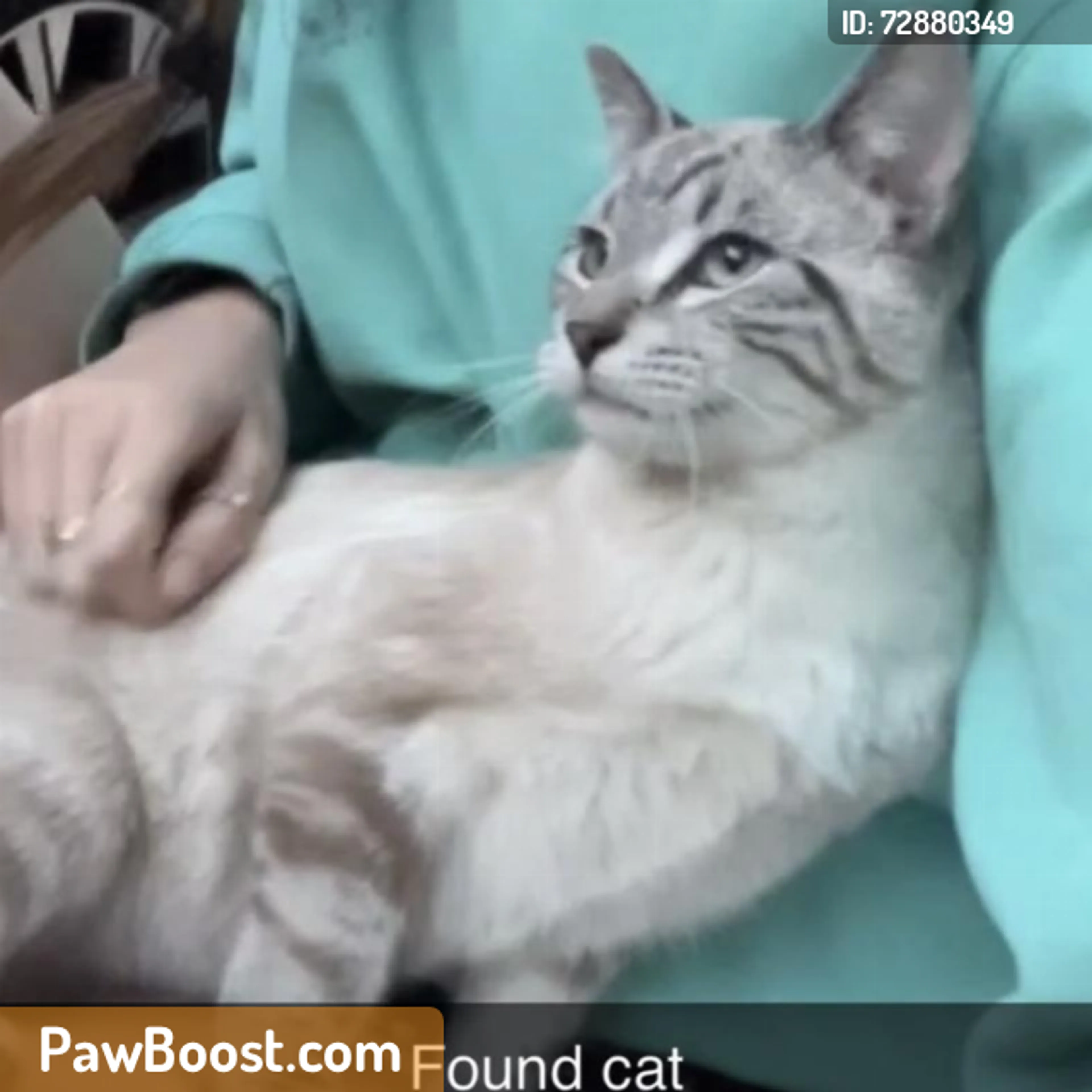Found pet