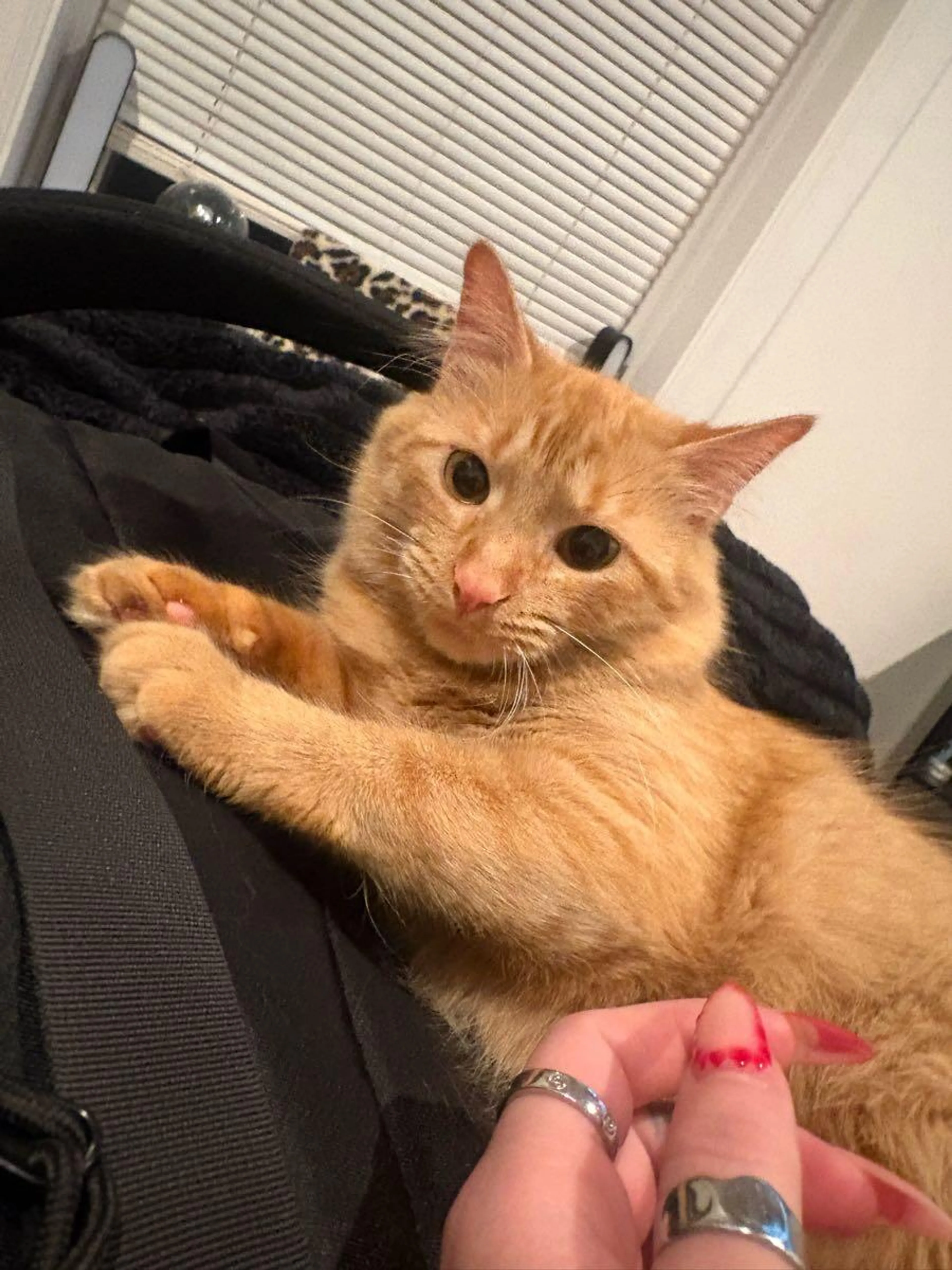 Lost pet