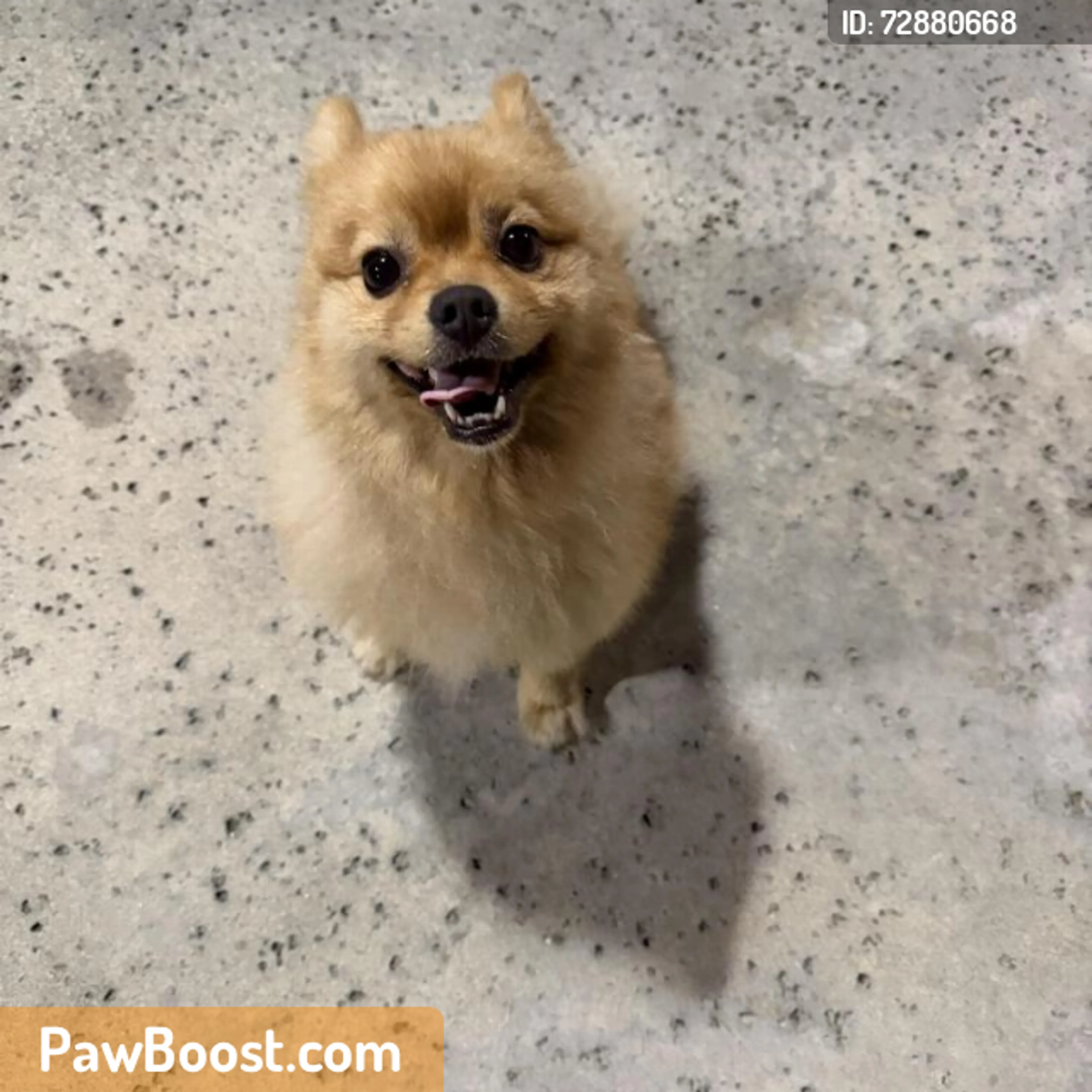 Found pet