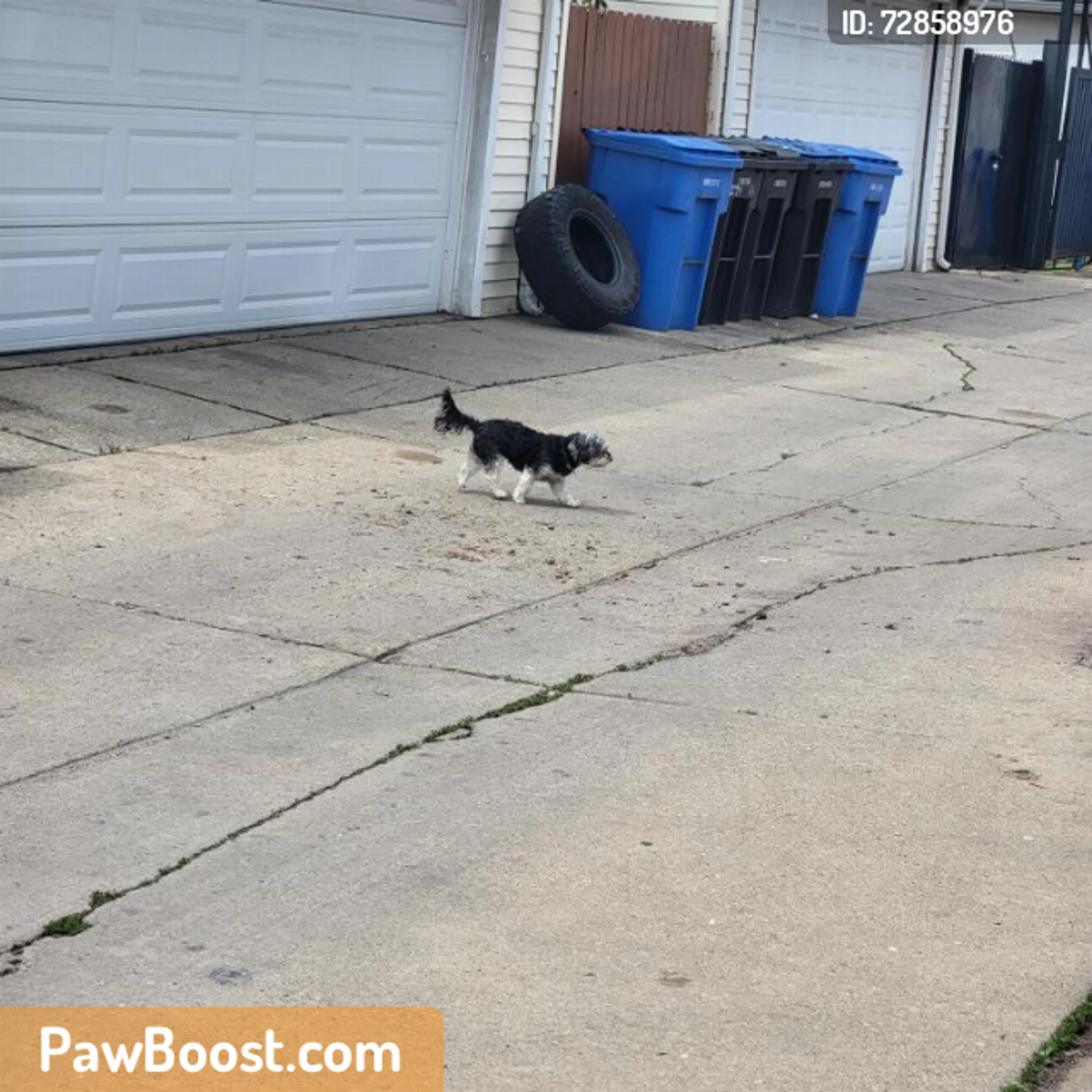 Found pet