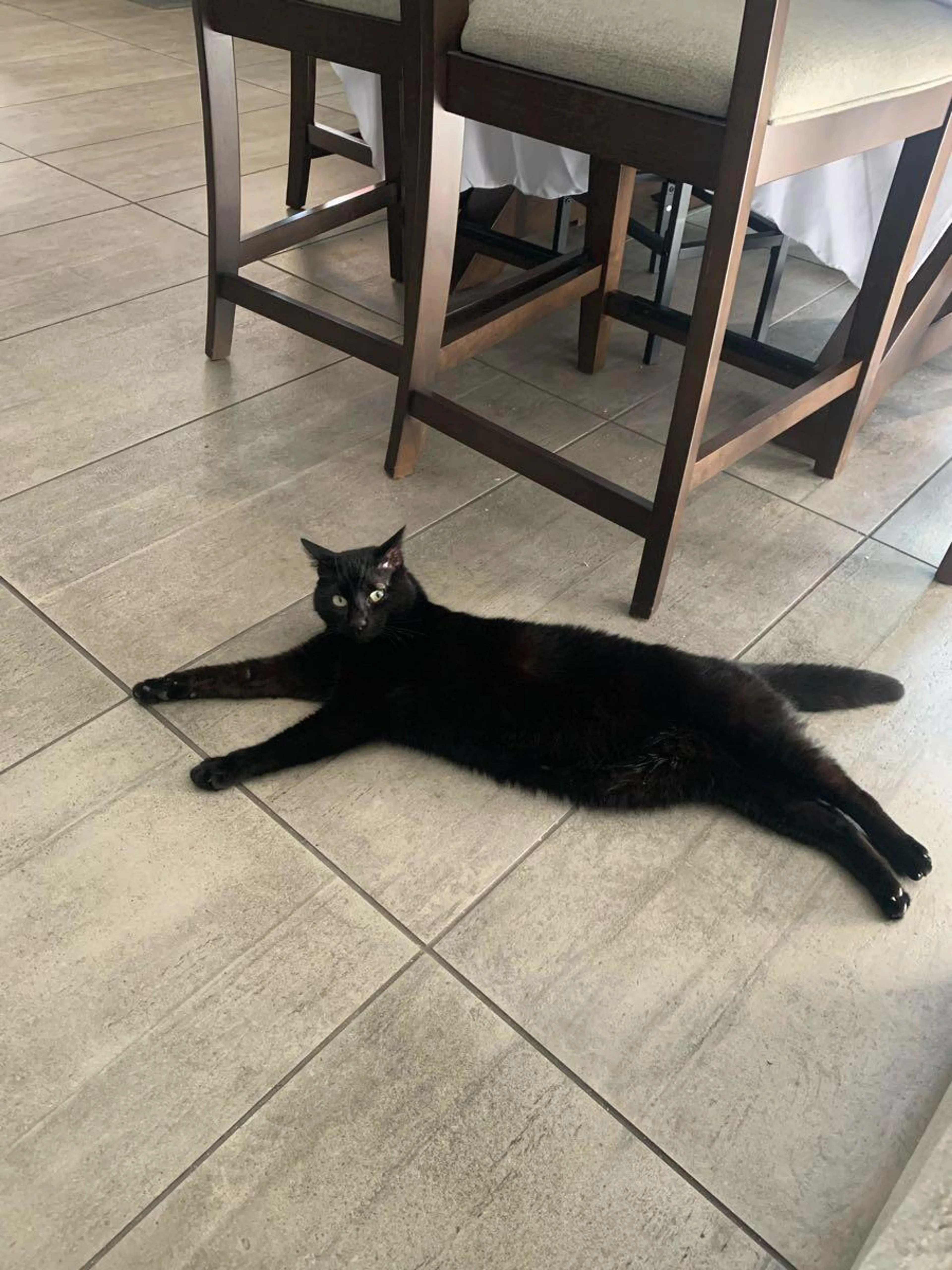Lost pet