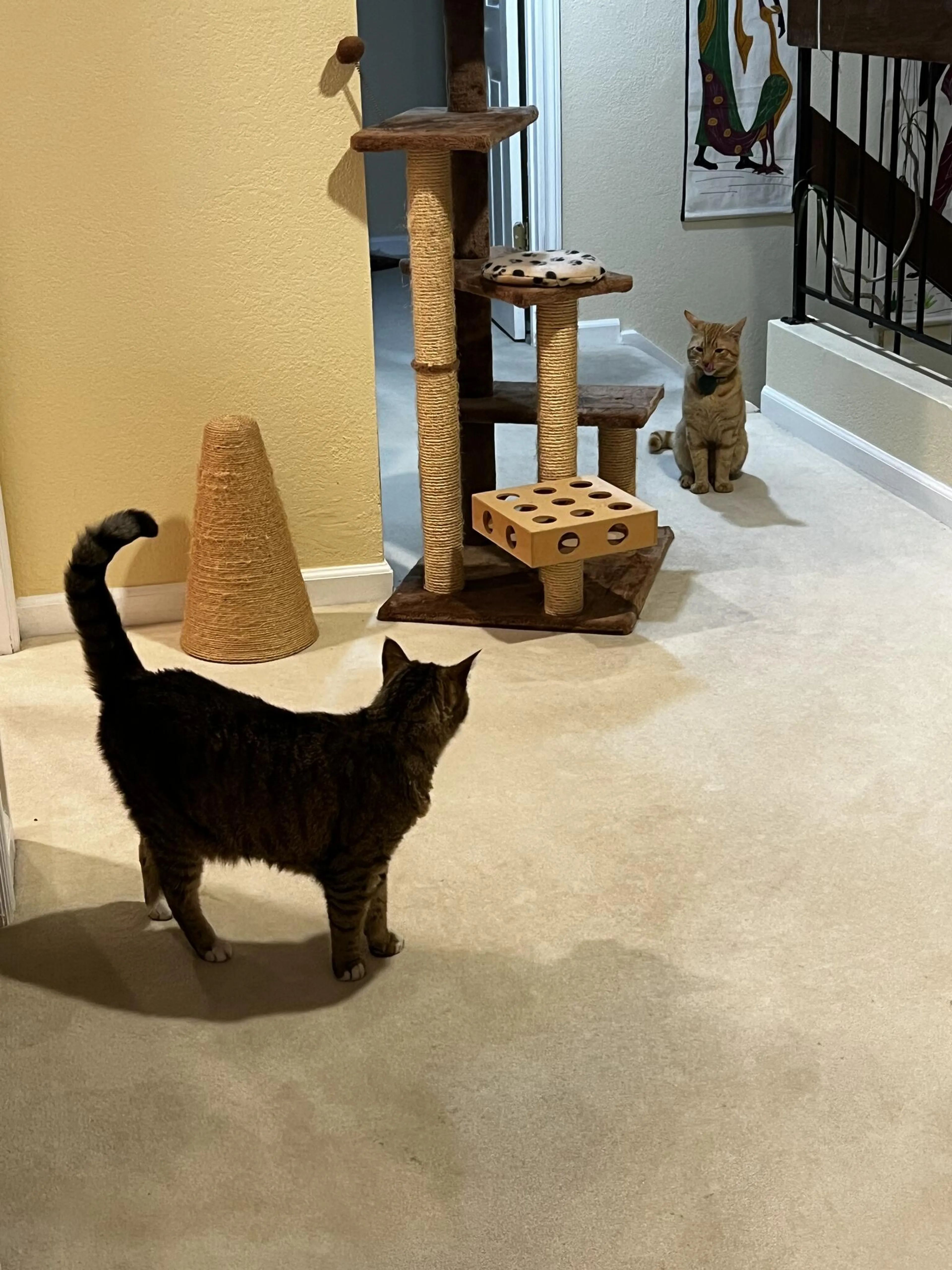 Found pet