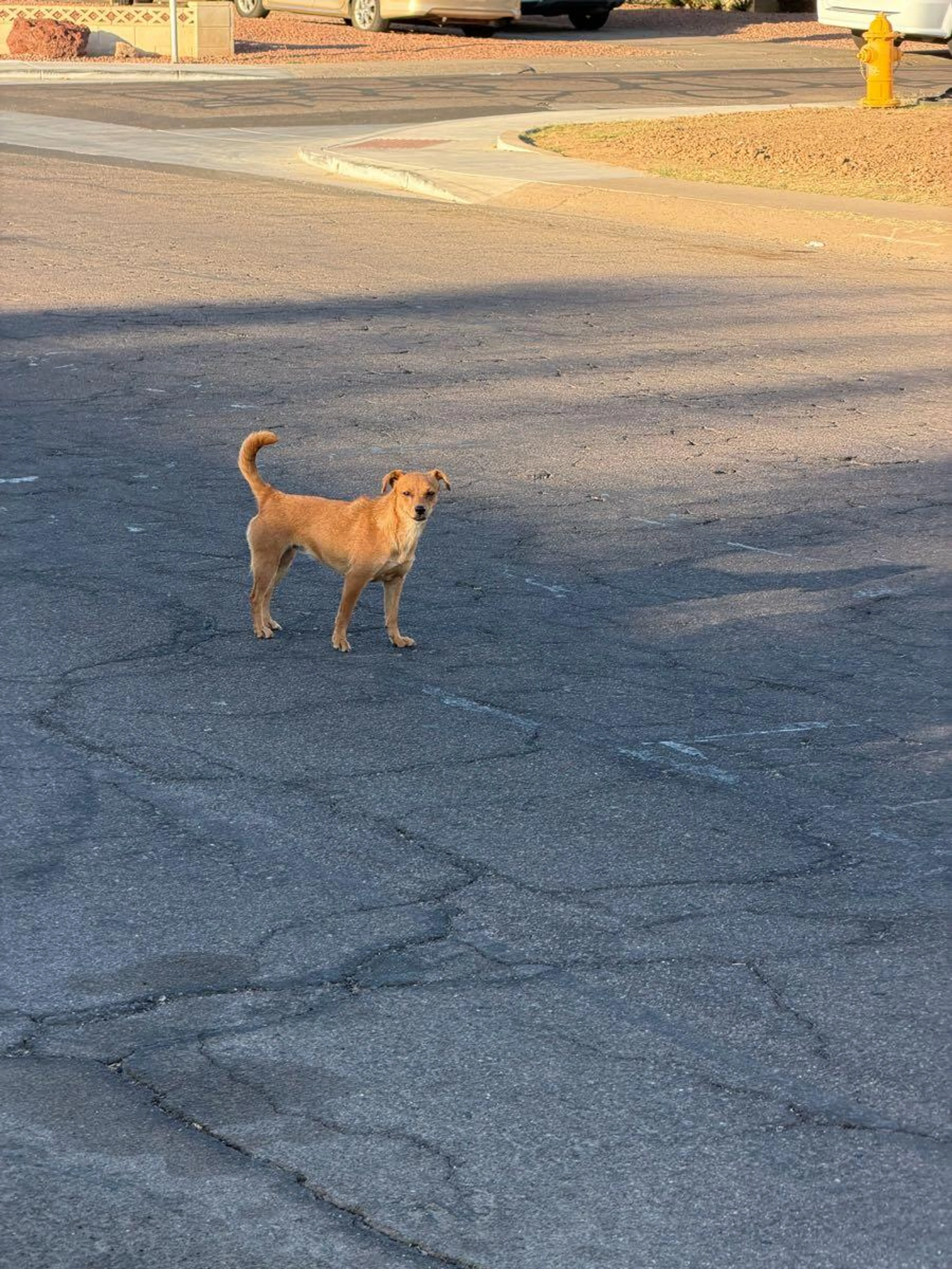 Found pet