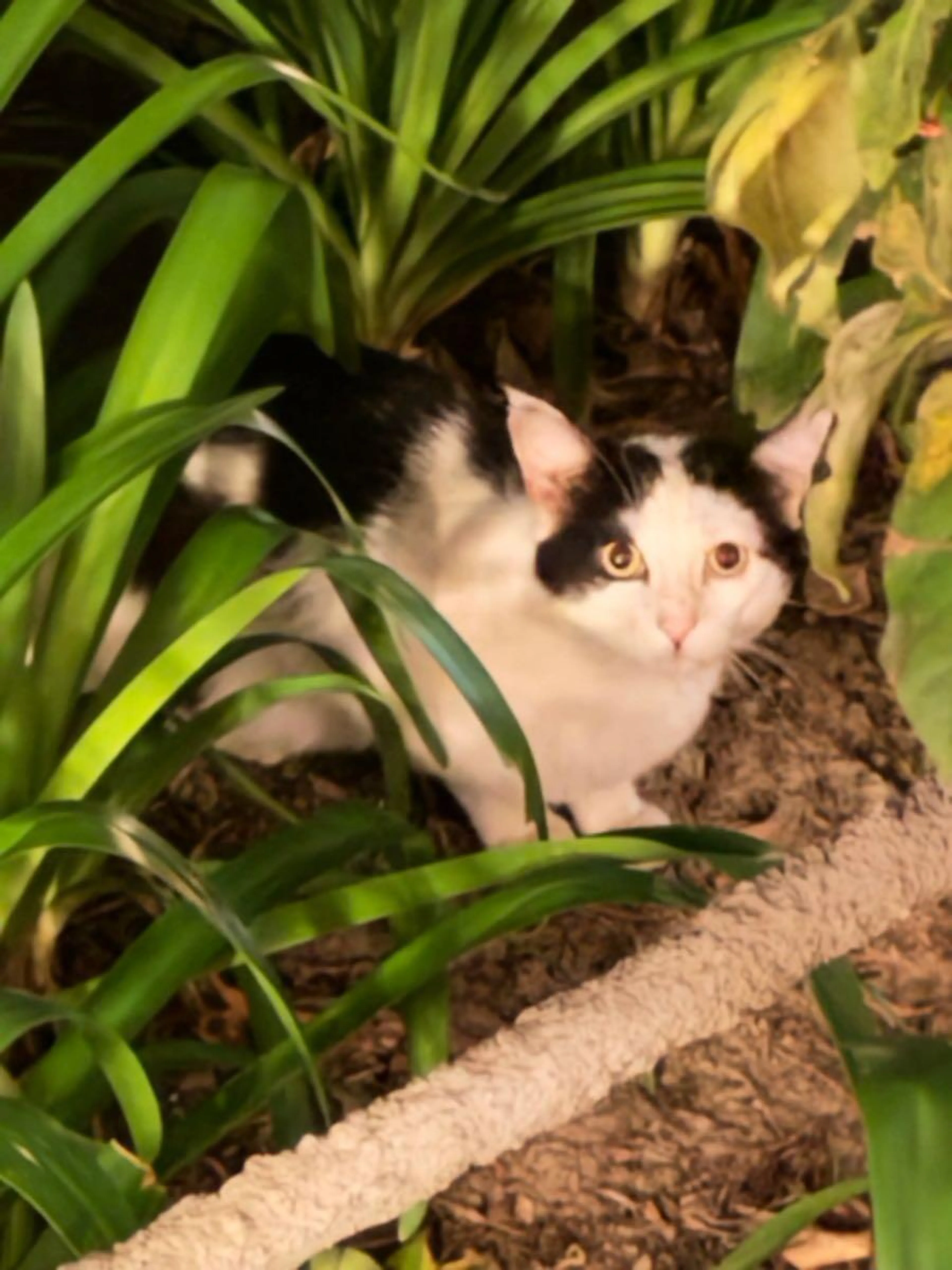 Found pet
