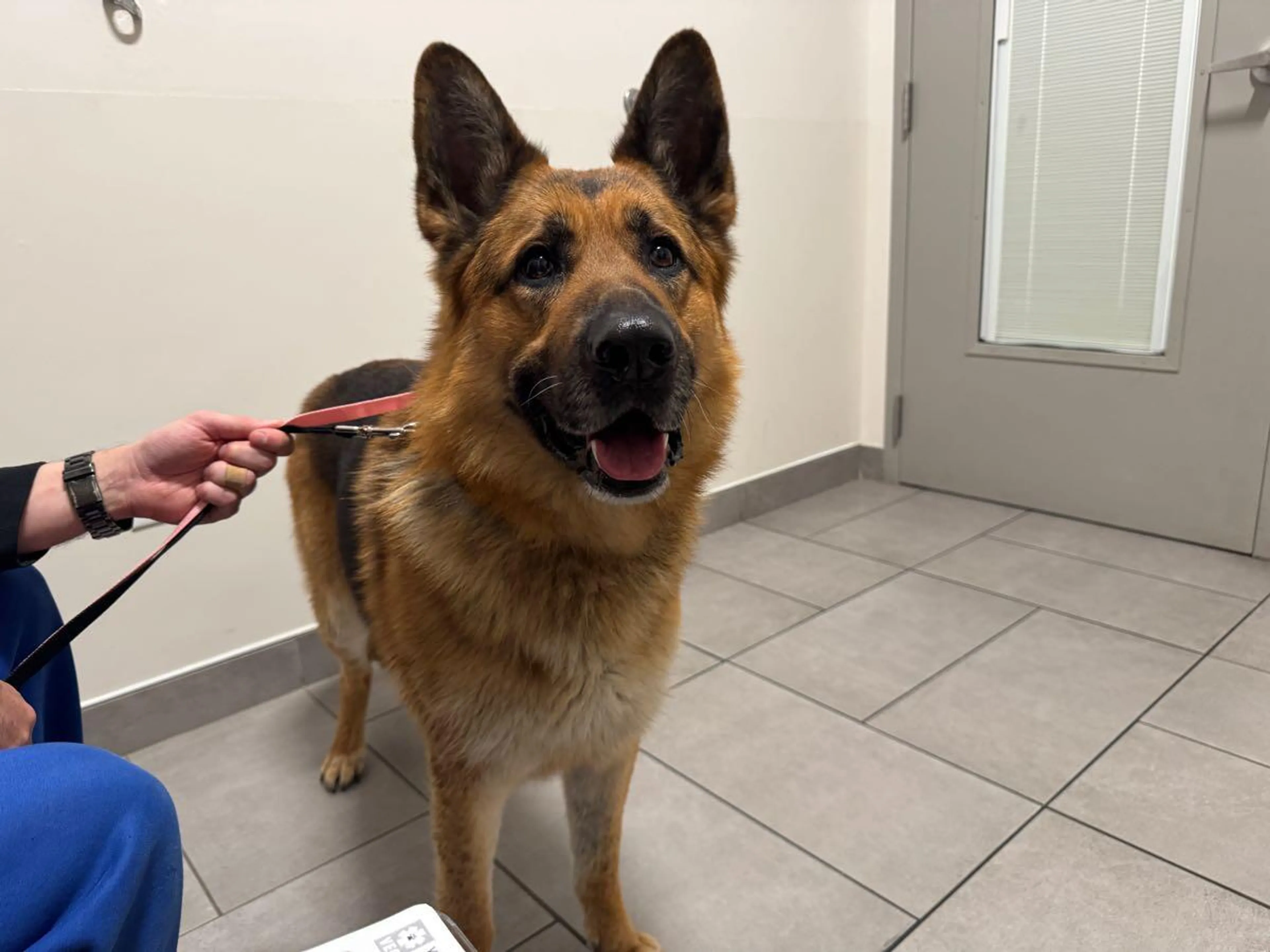 Found pet