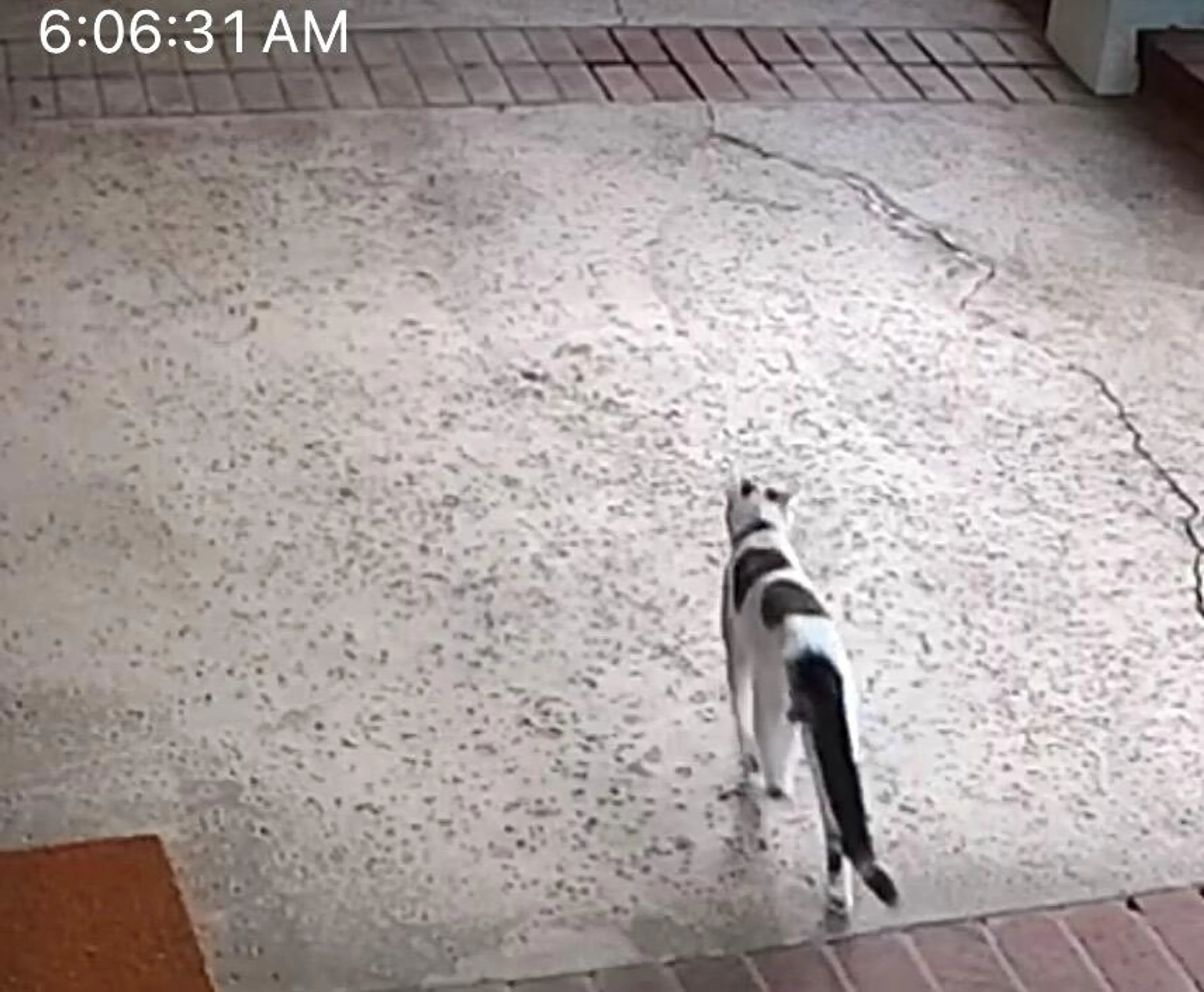 Found pet