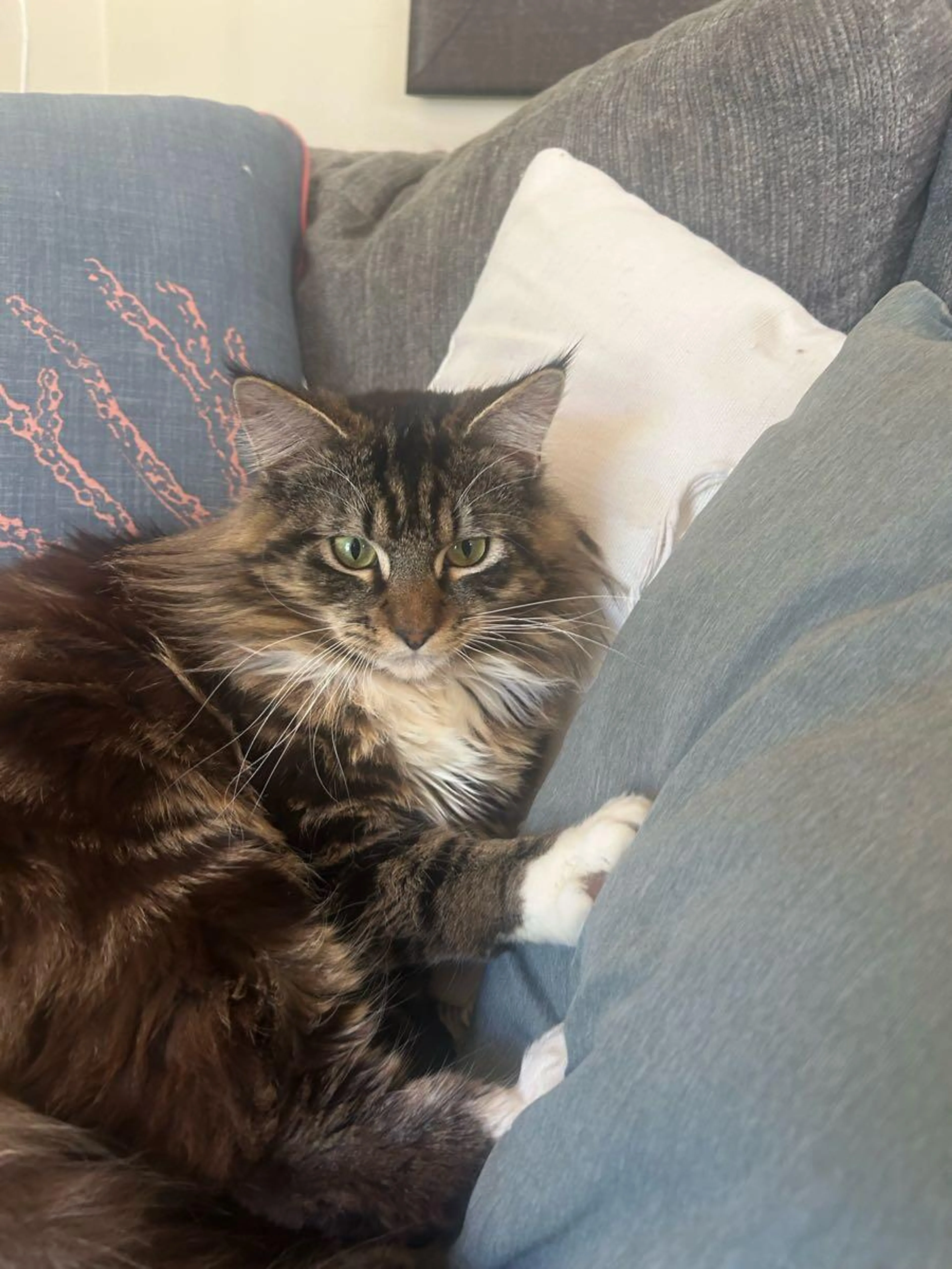 Lost pet