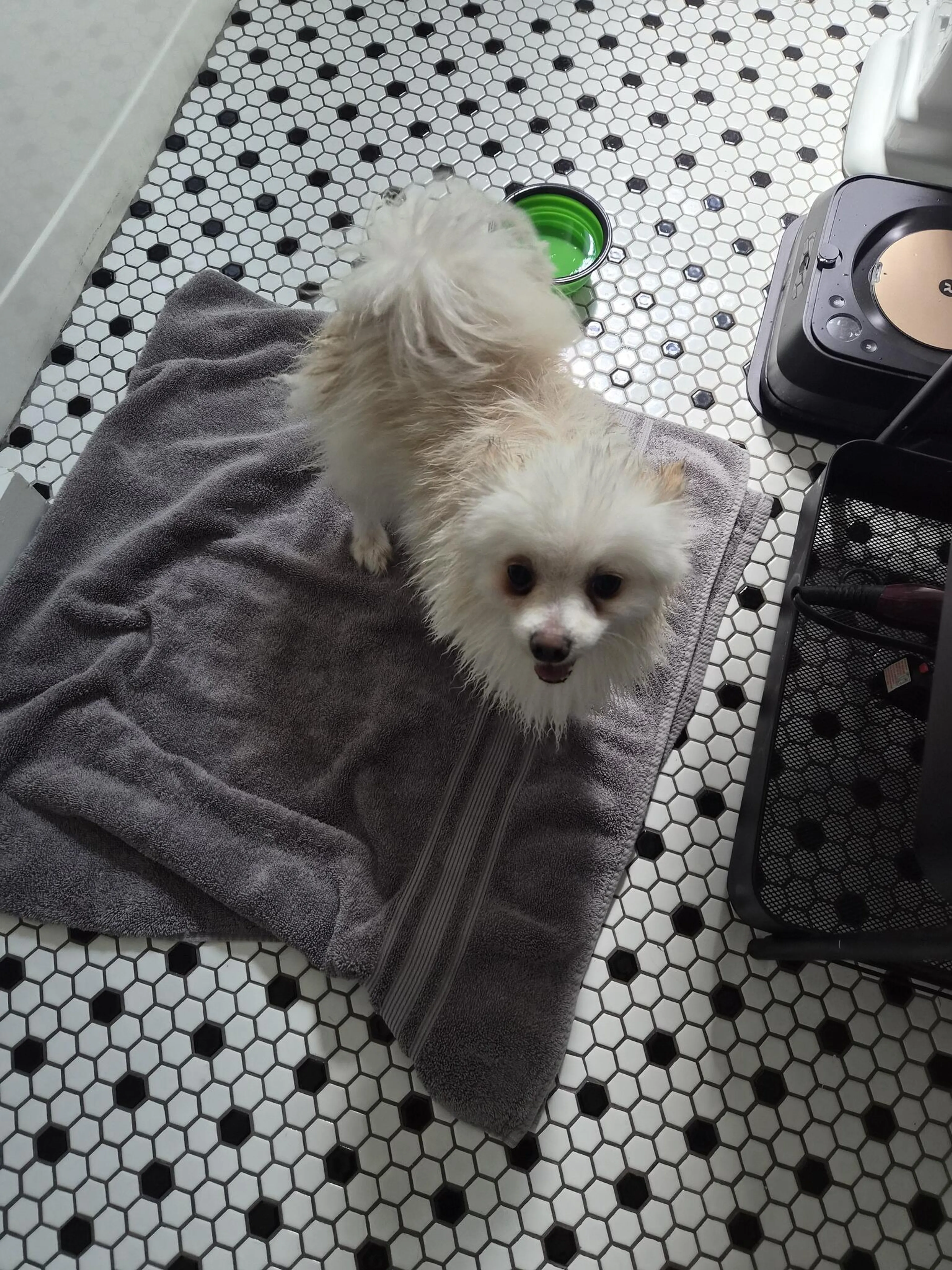Found pet