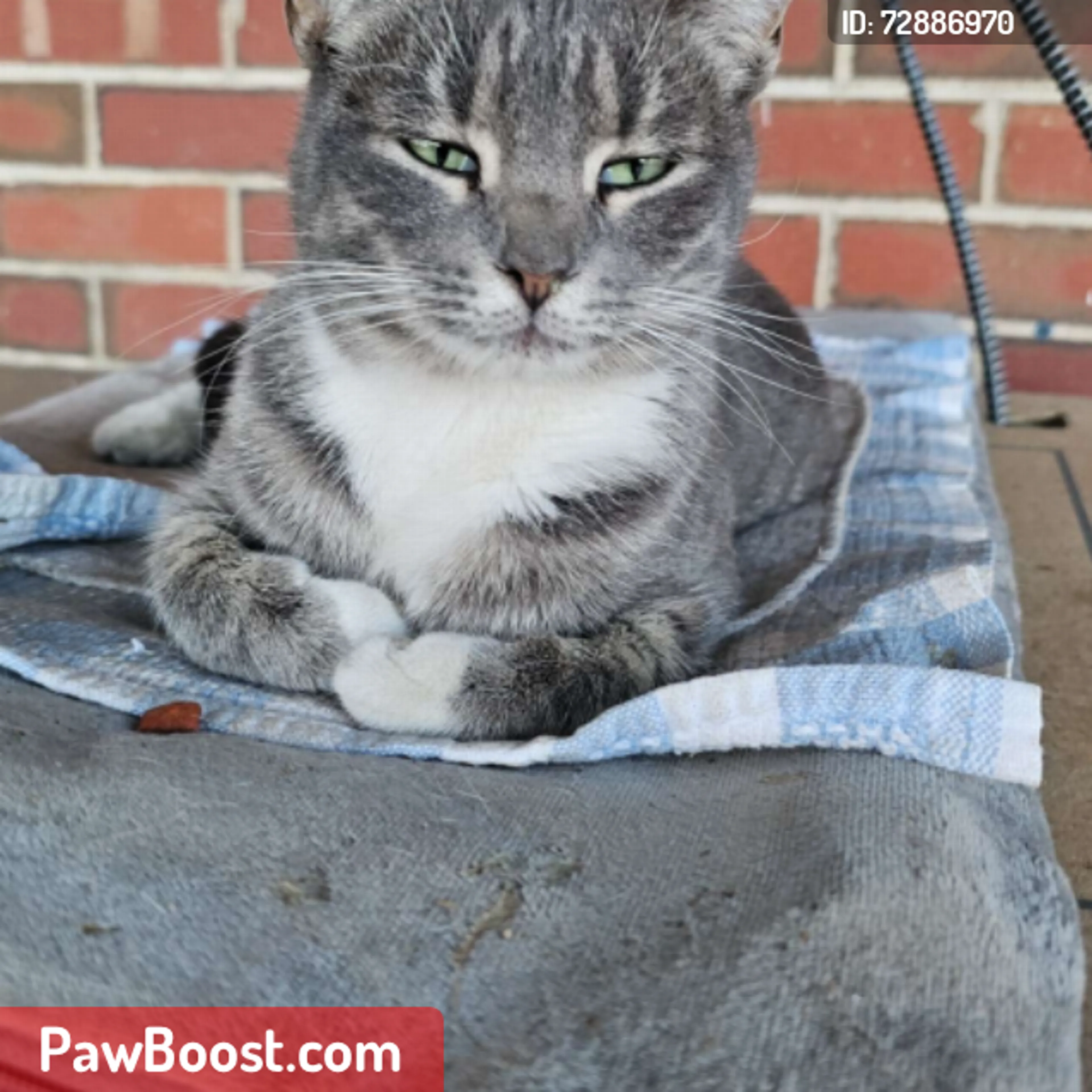 Lost pet