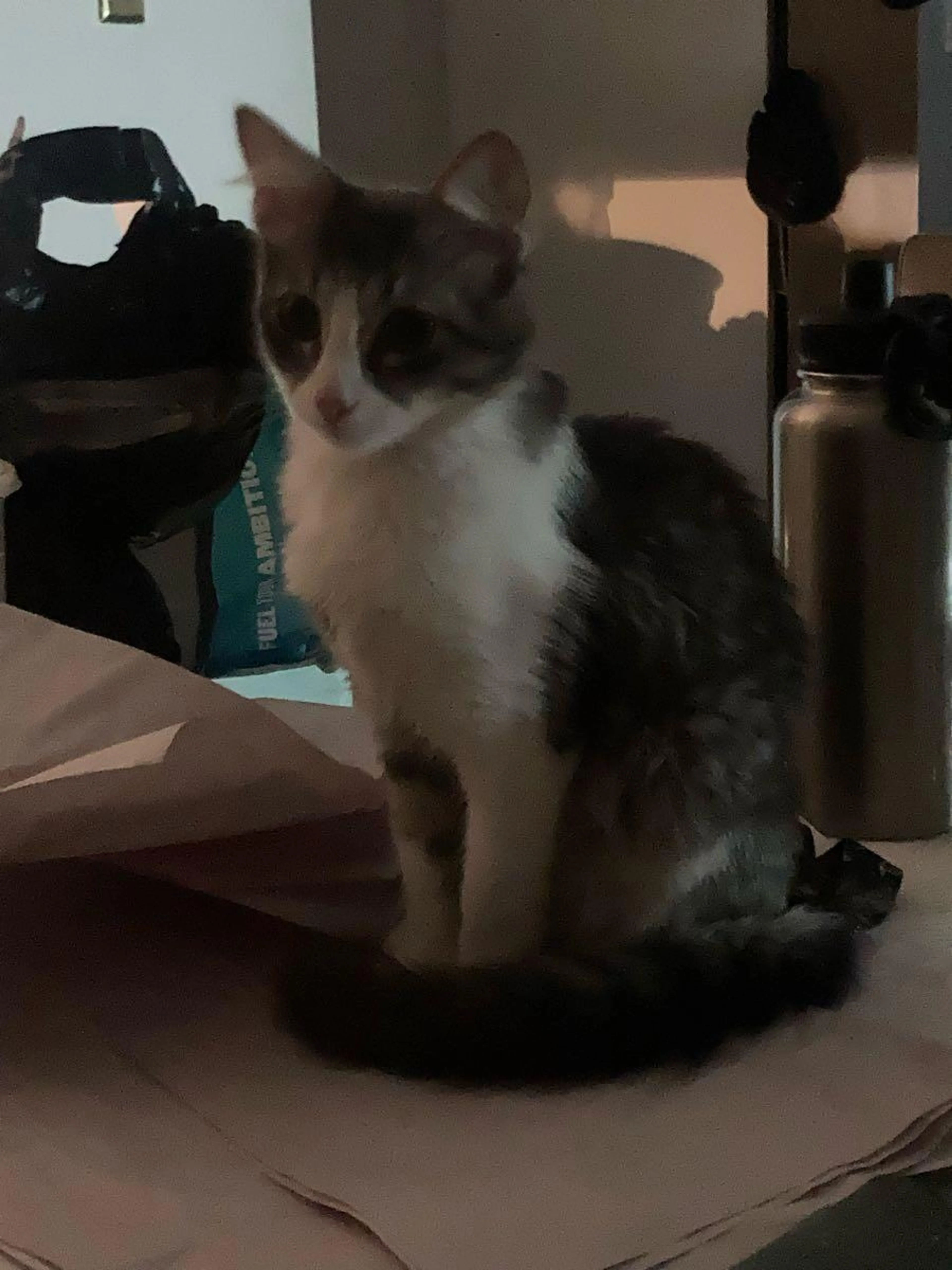 cdn image
