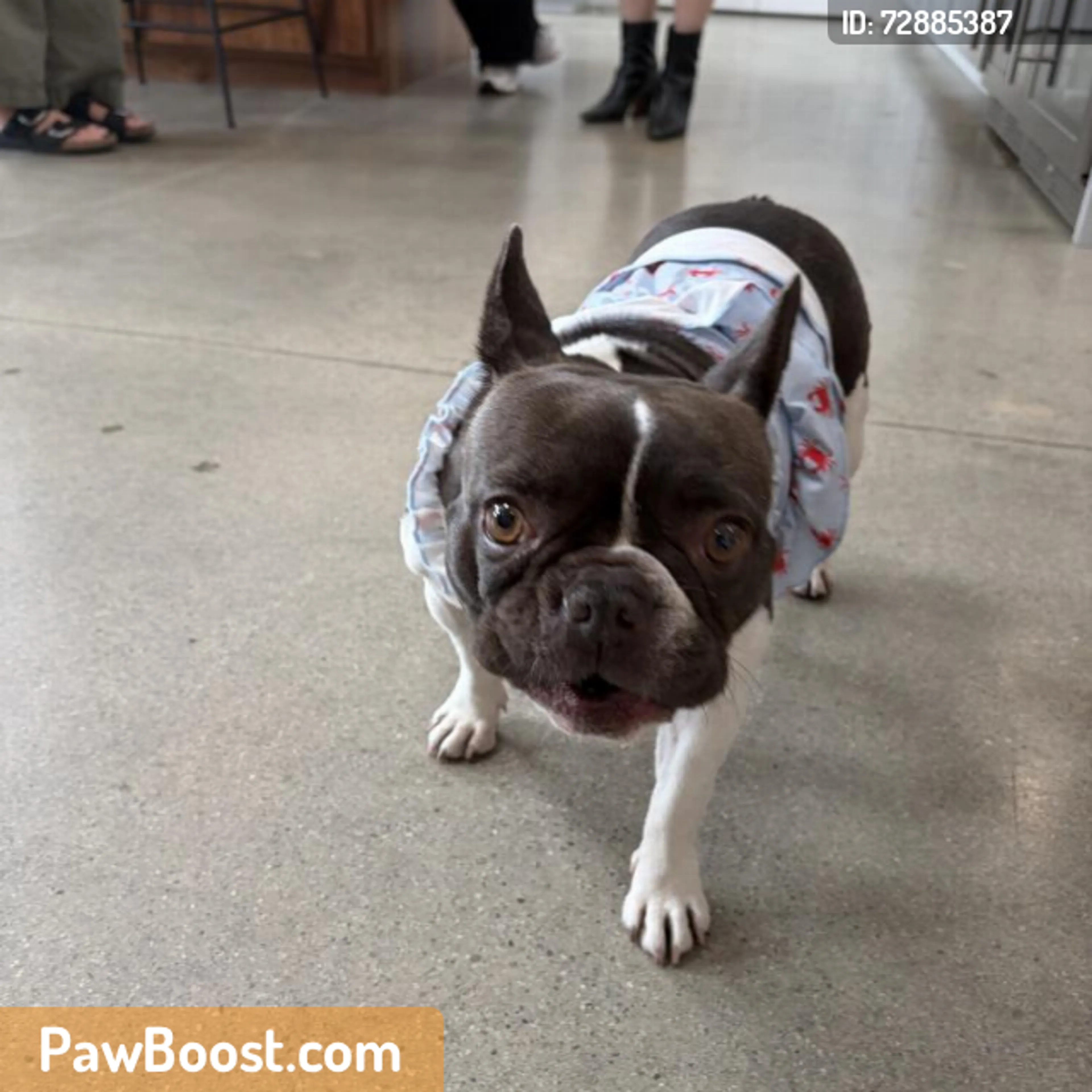 Found pet