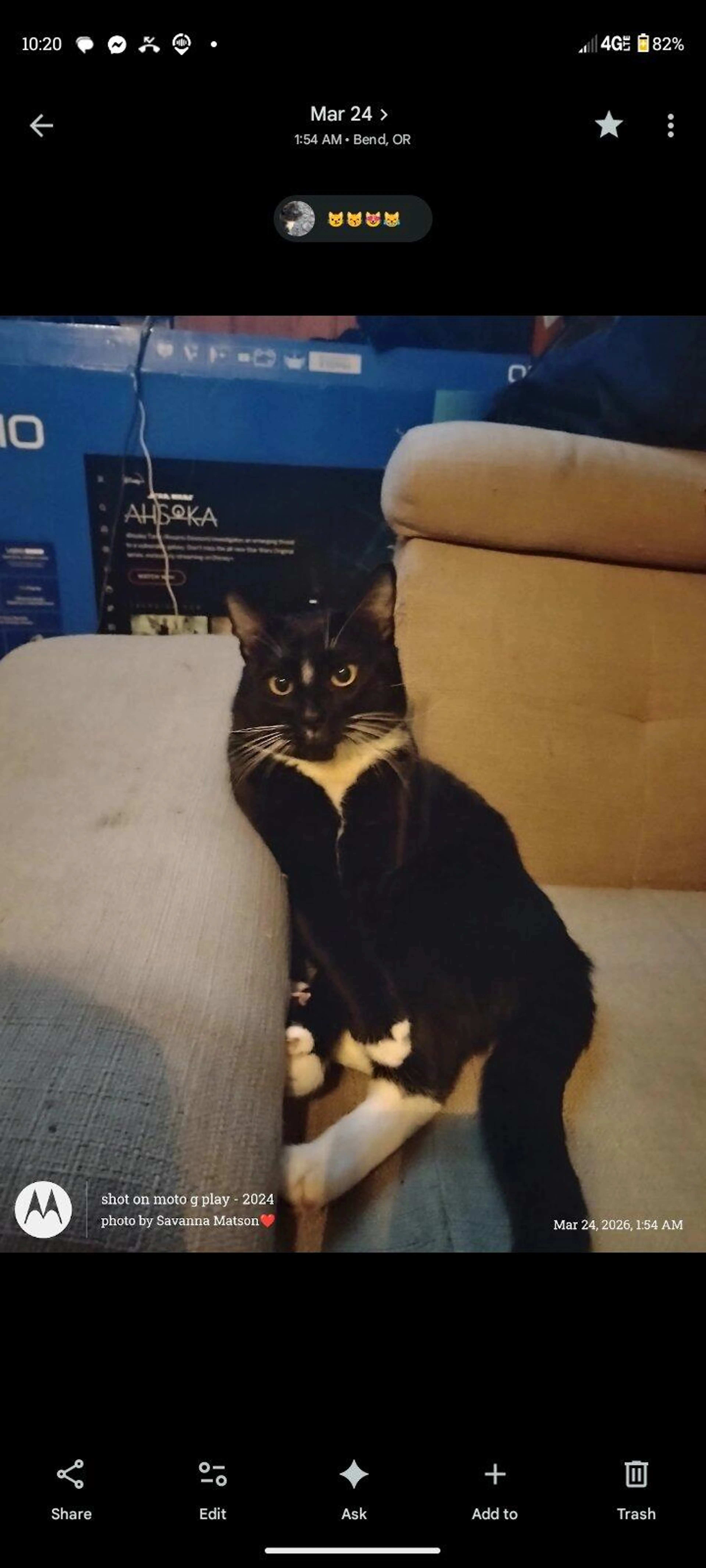 Lost pet