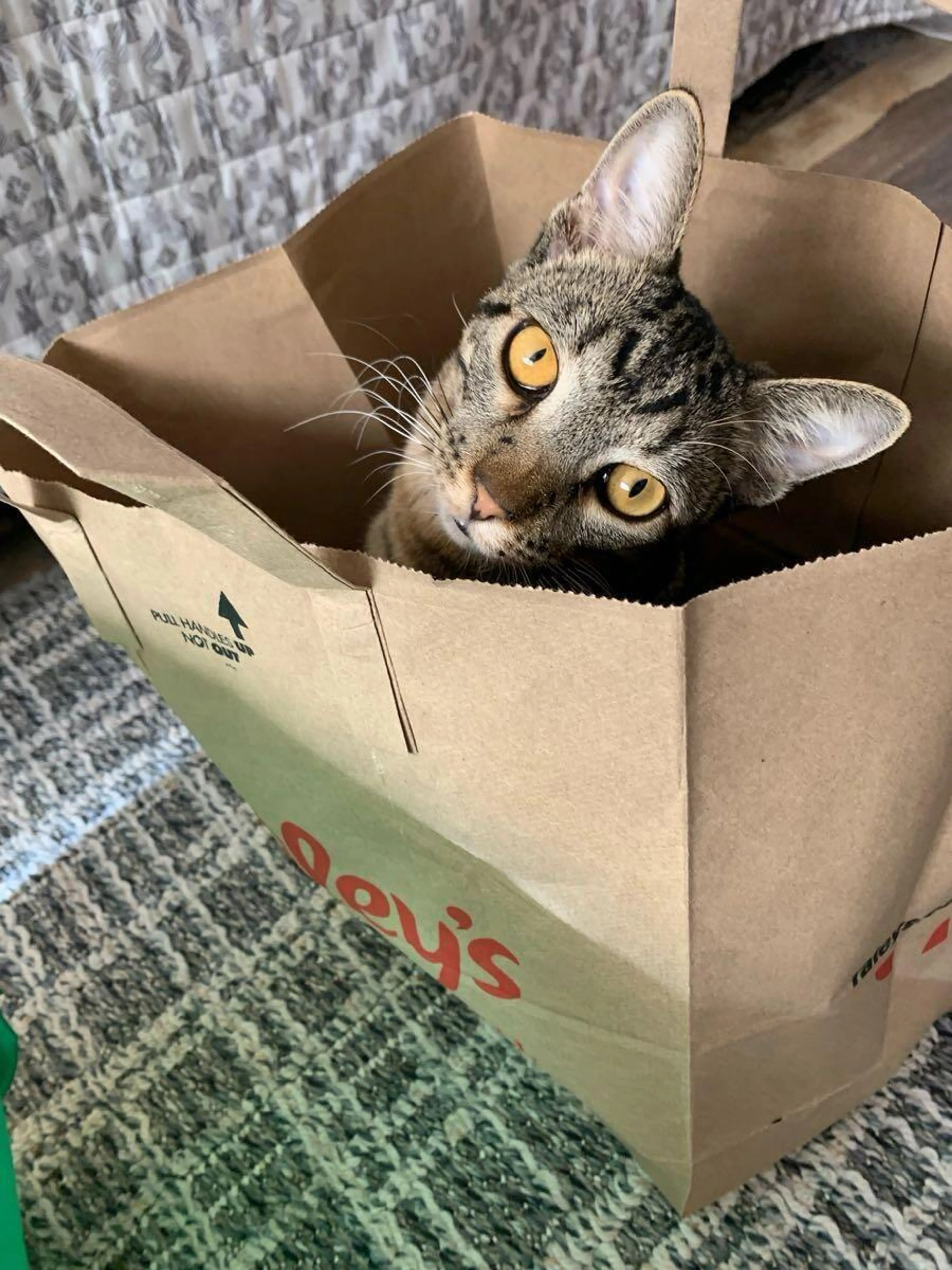 Lost pet