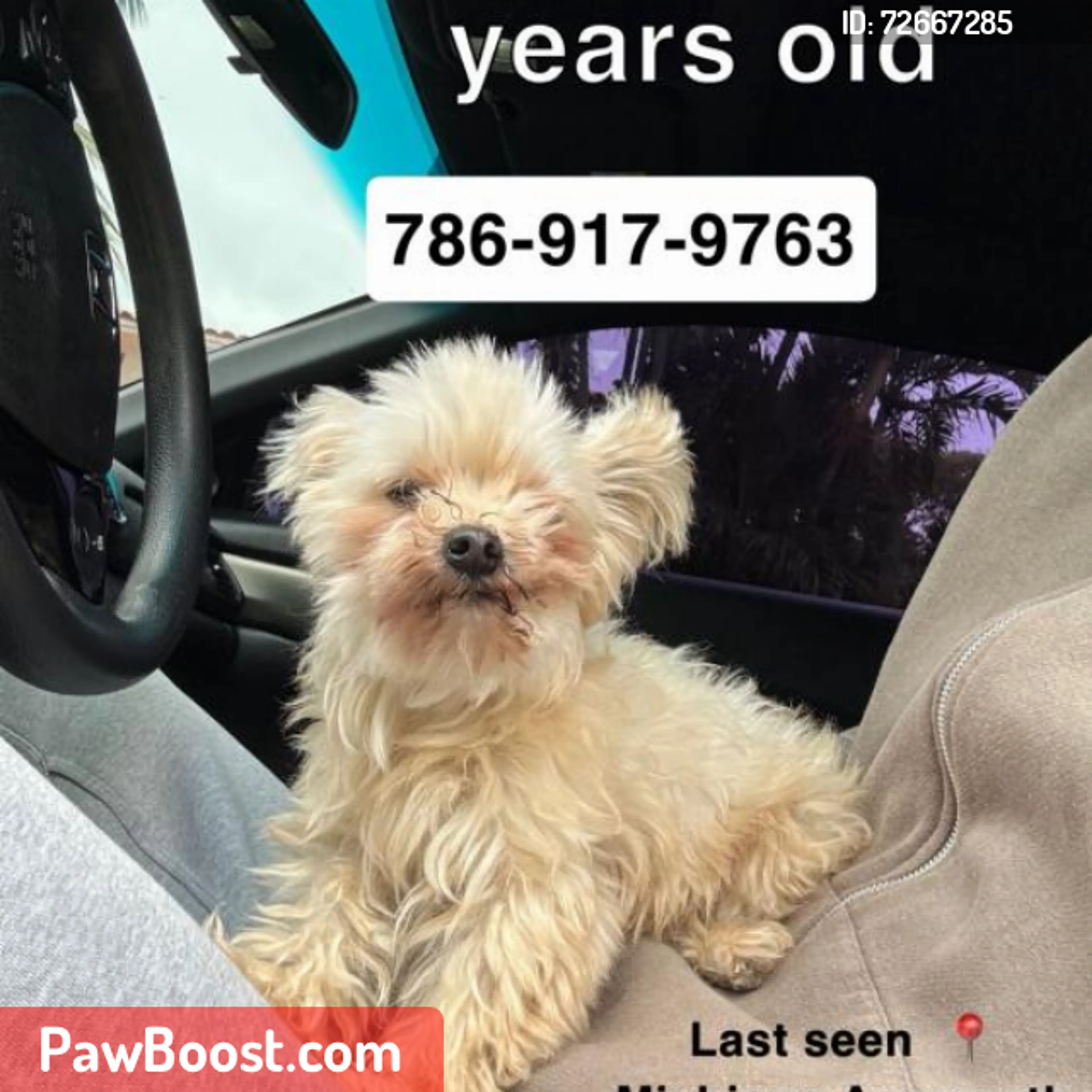 Lost pet