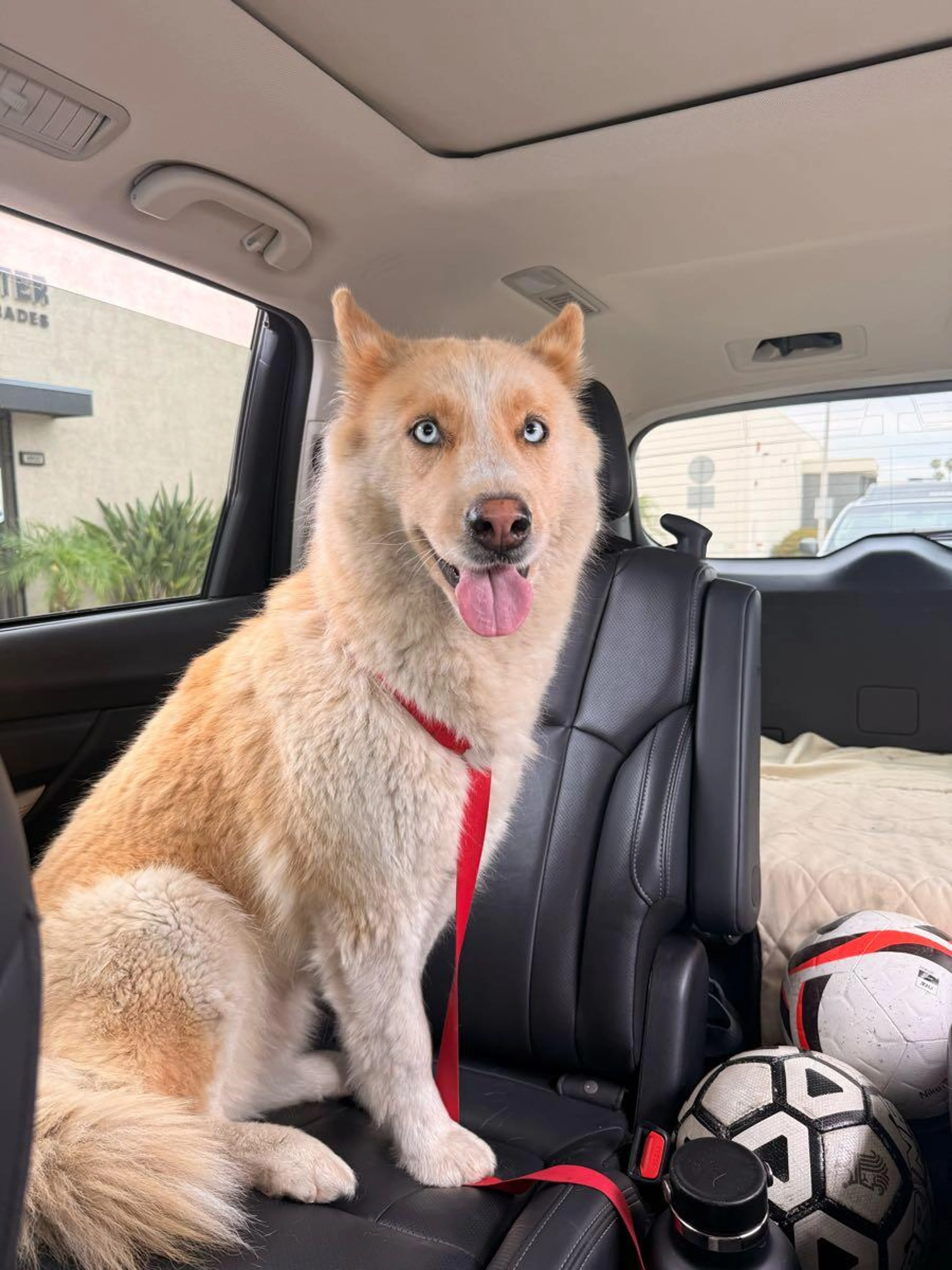 Found pet