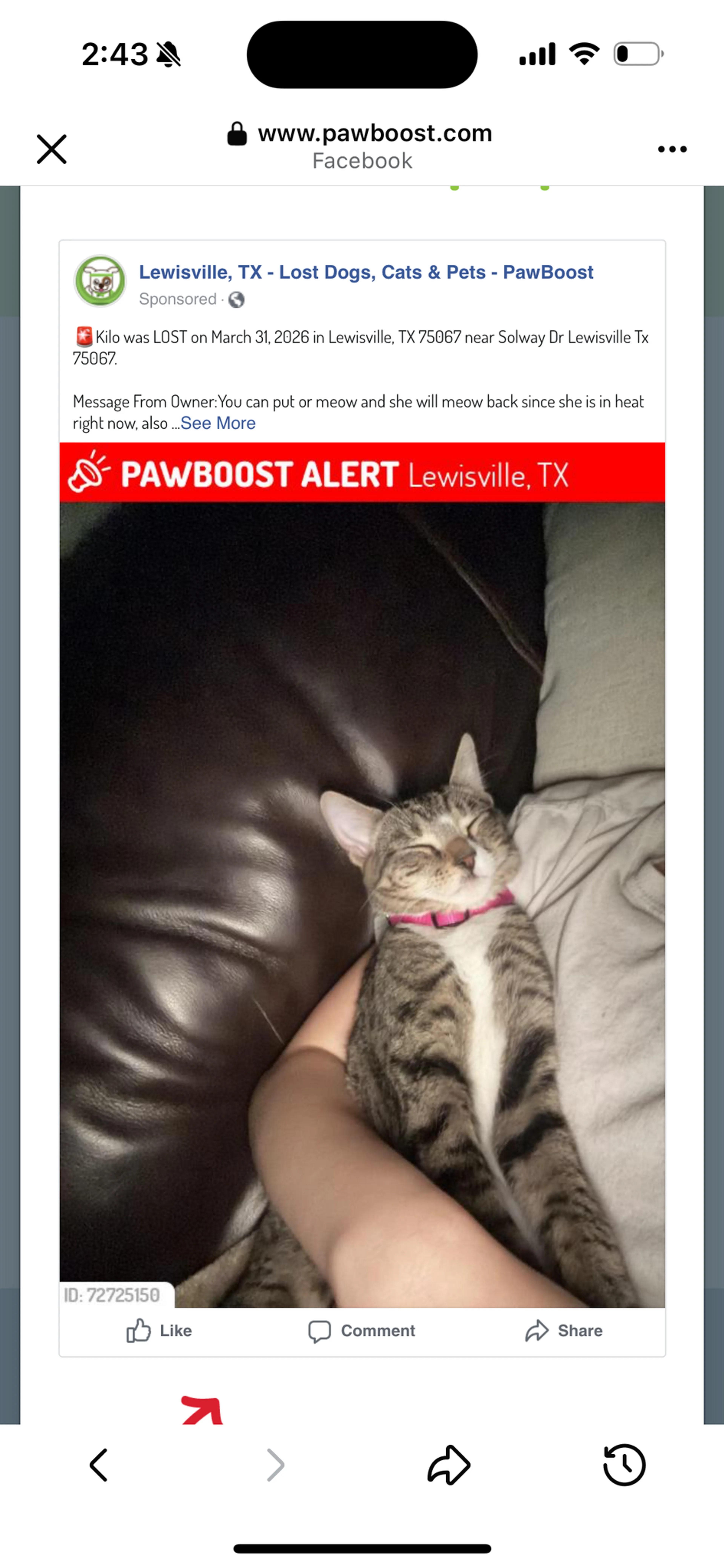 Lost pet