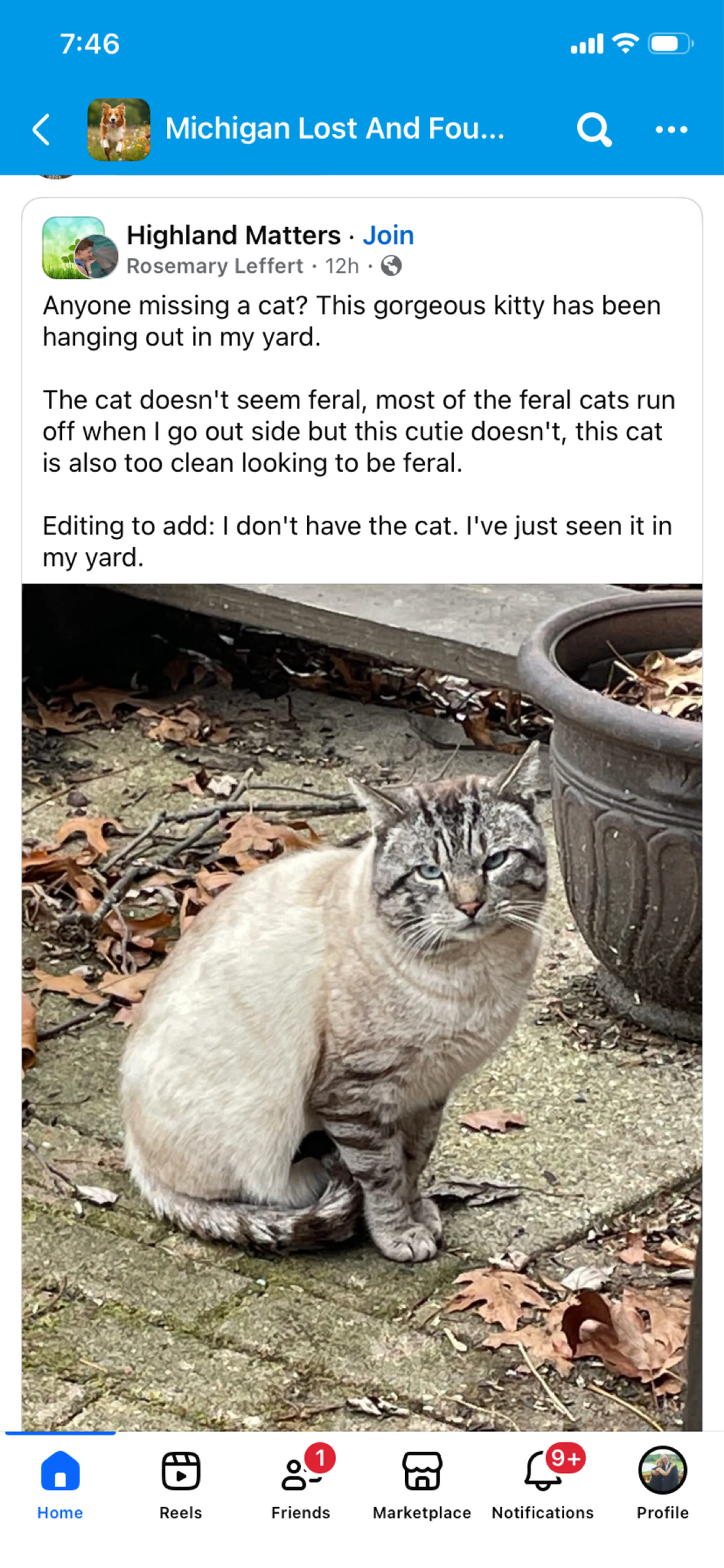 Found pet