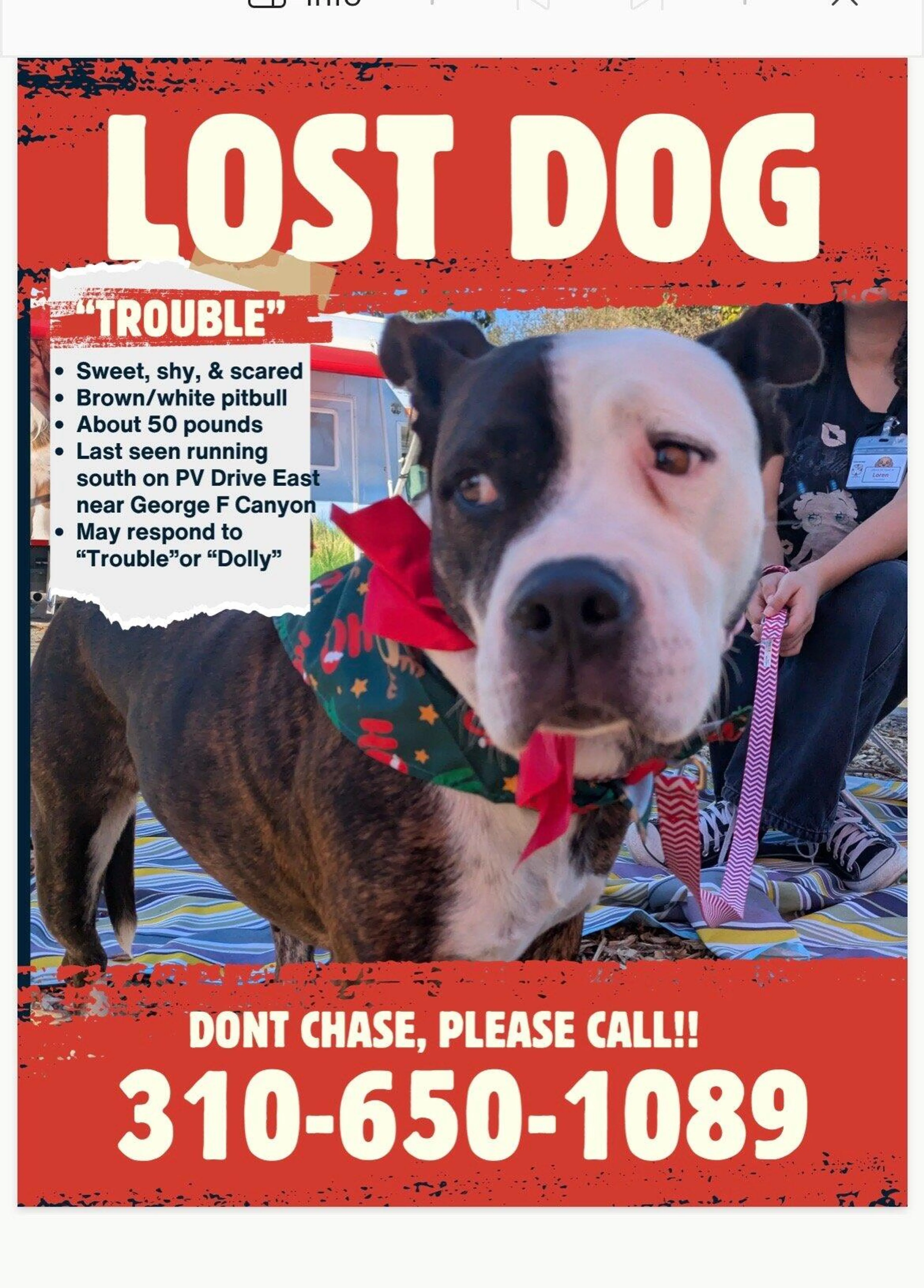 Lost pet