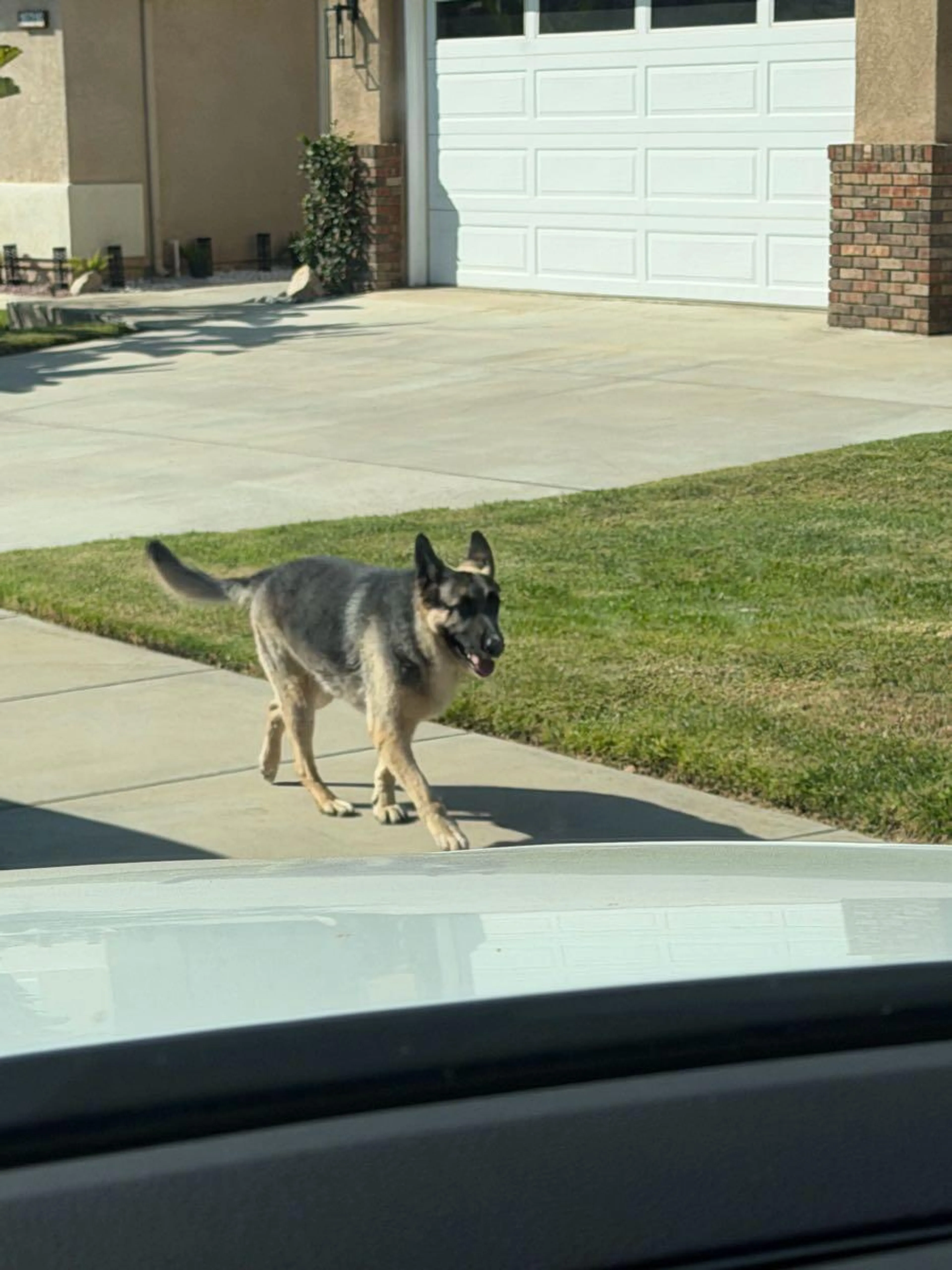 Found pet