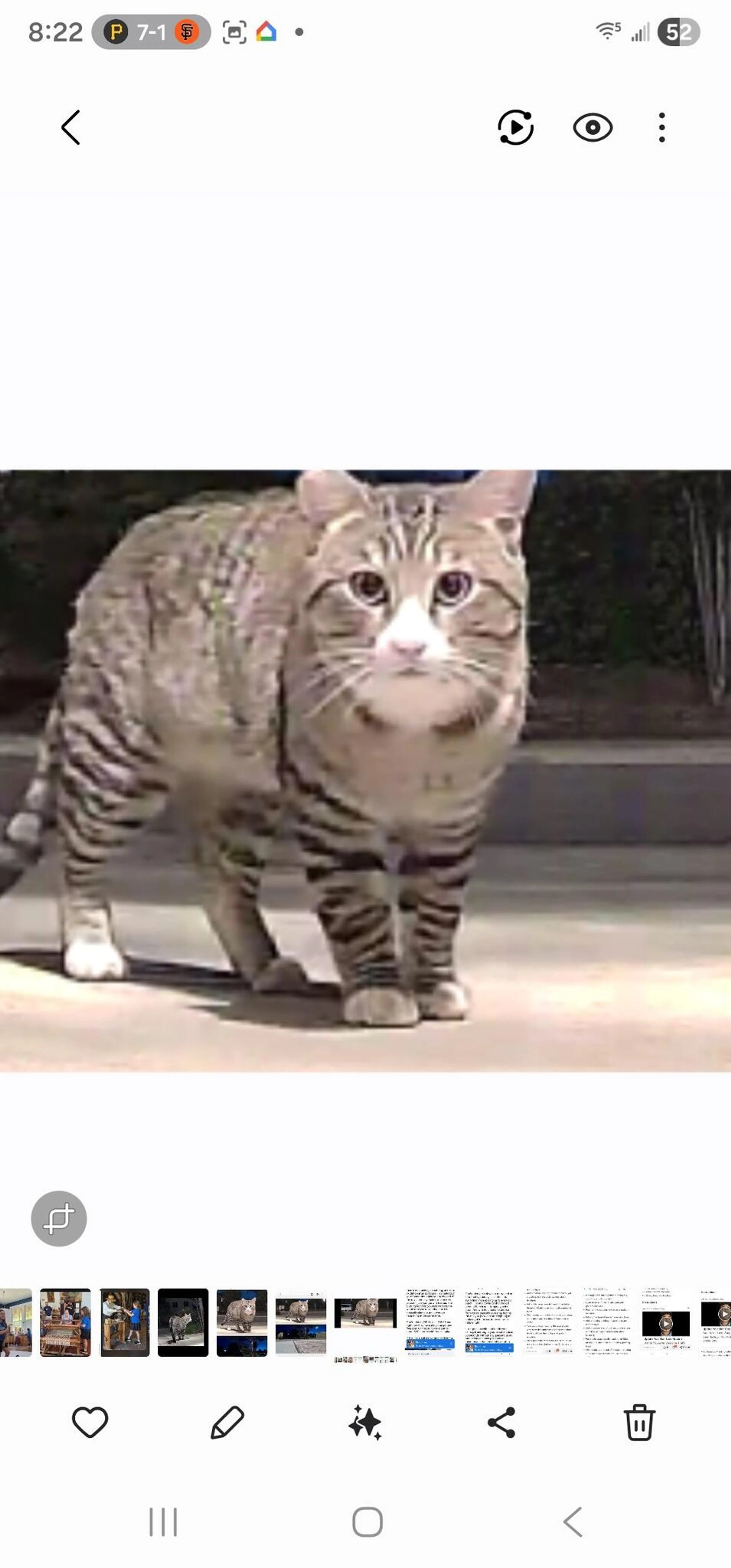 Found pet