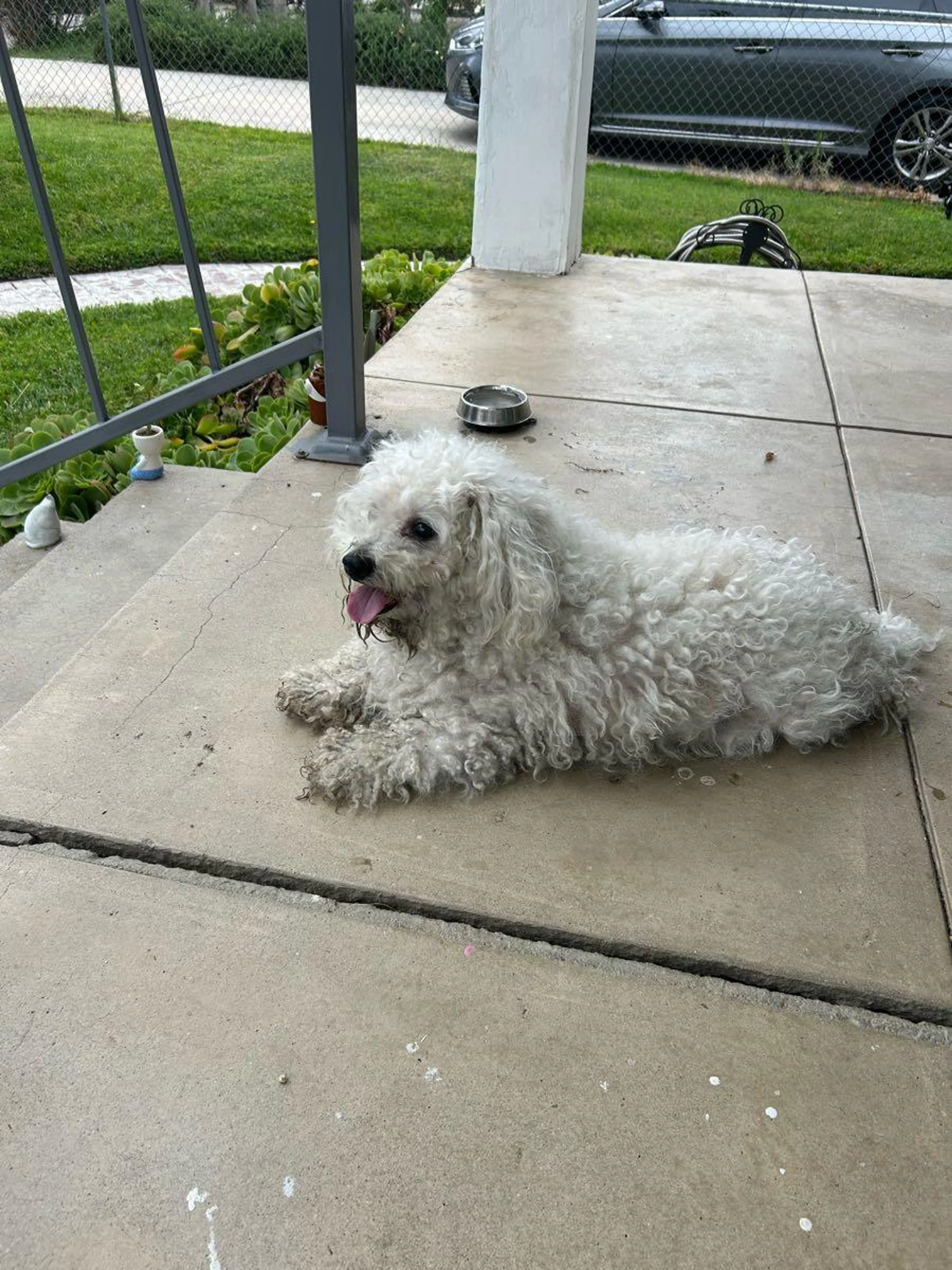 Found pet