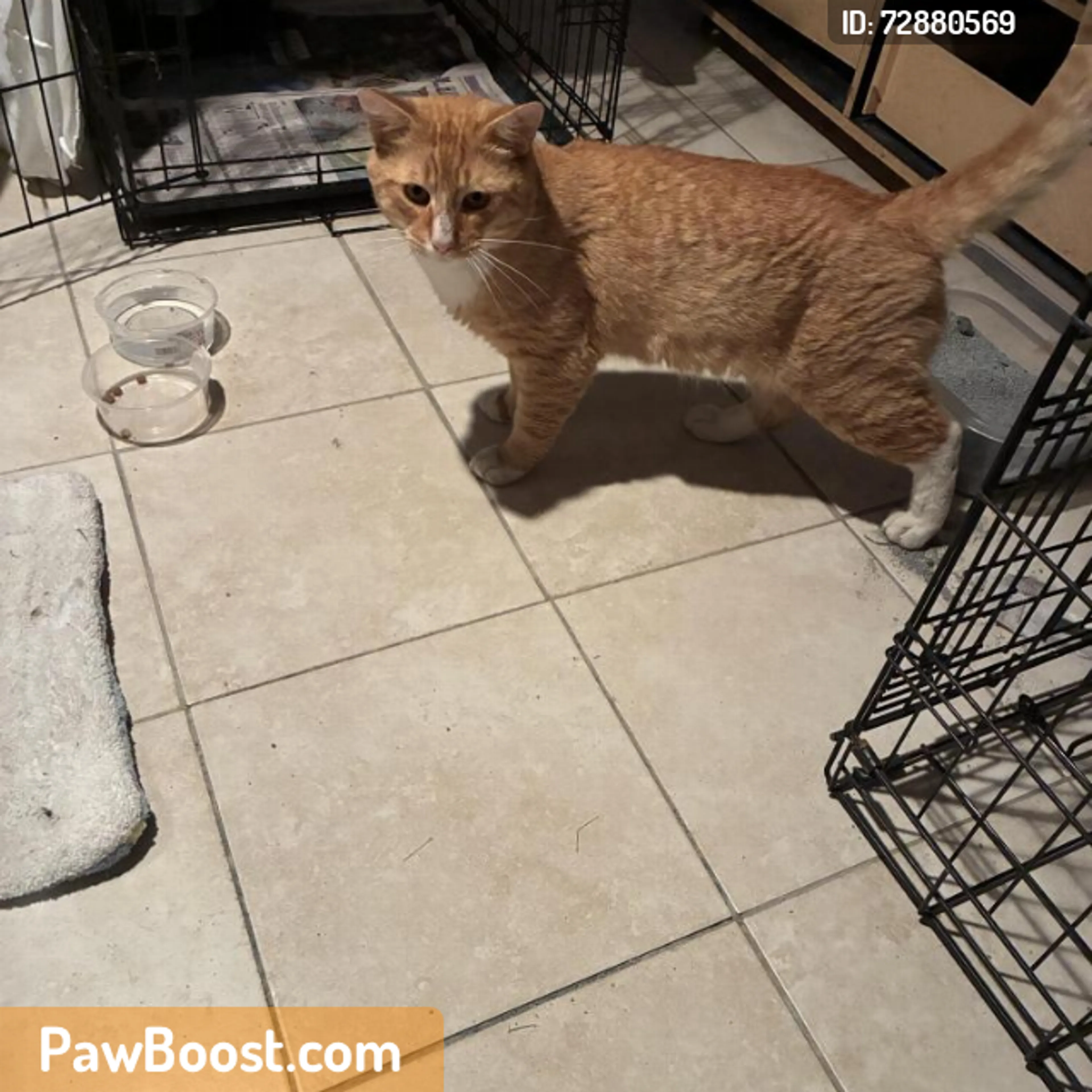 Found pet