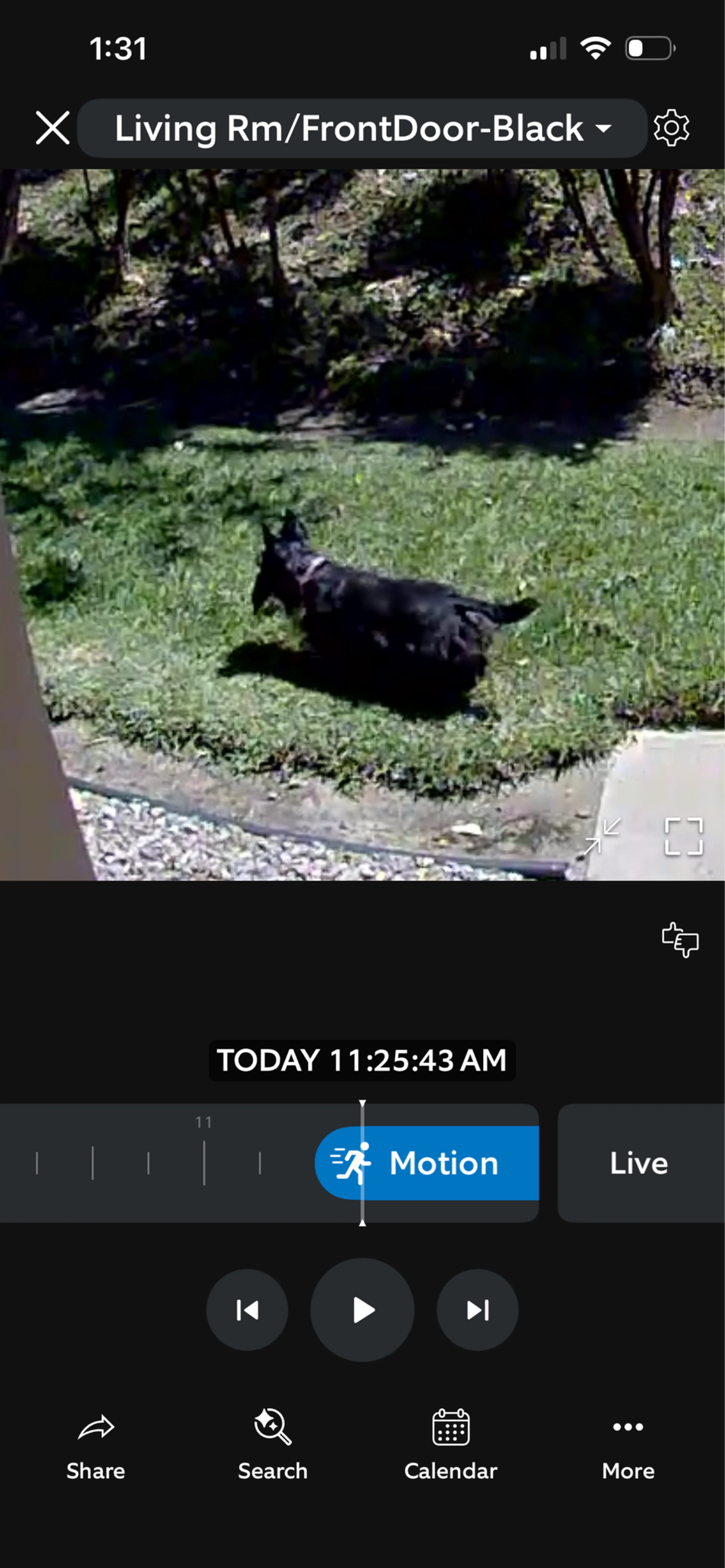 Found pet