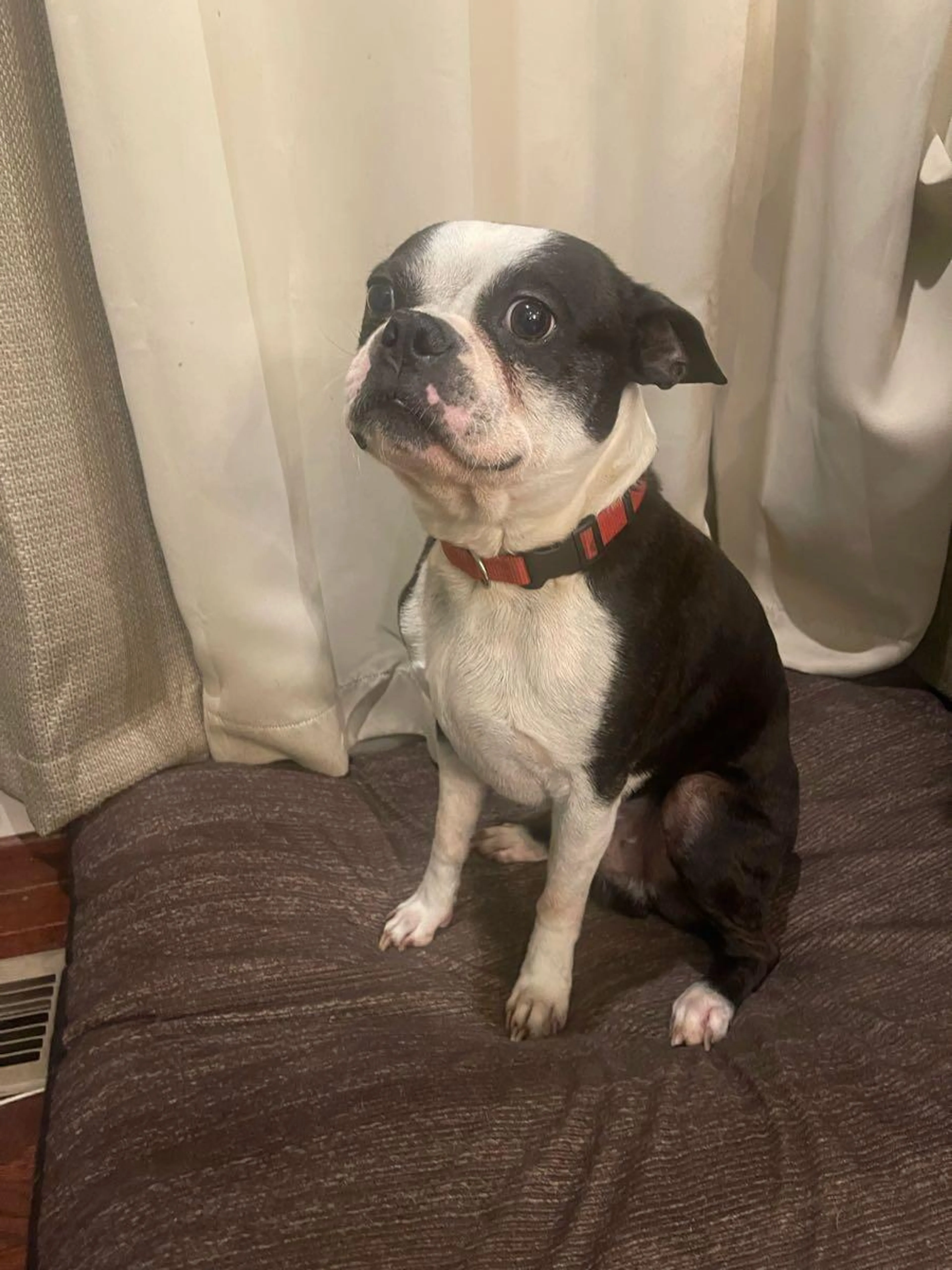 Lost pet