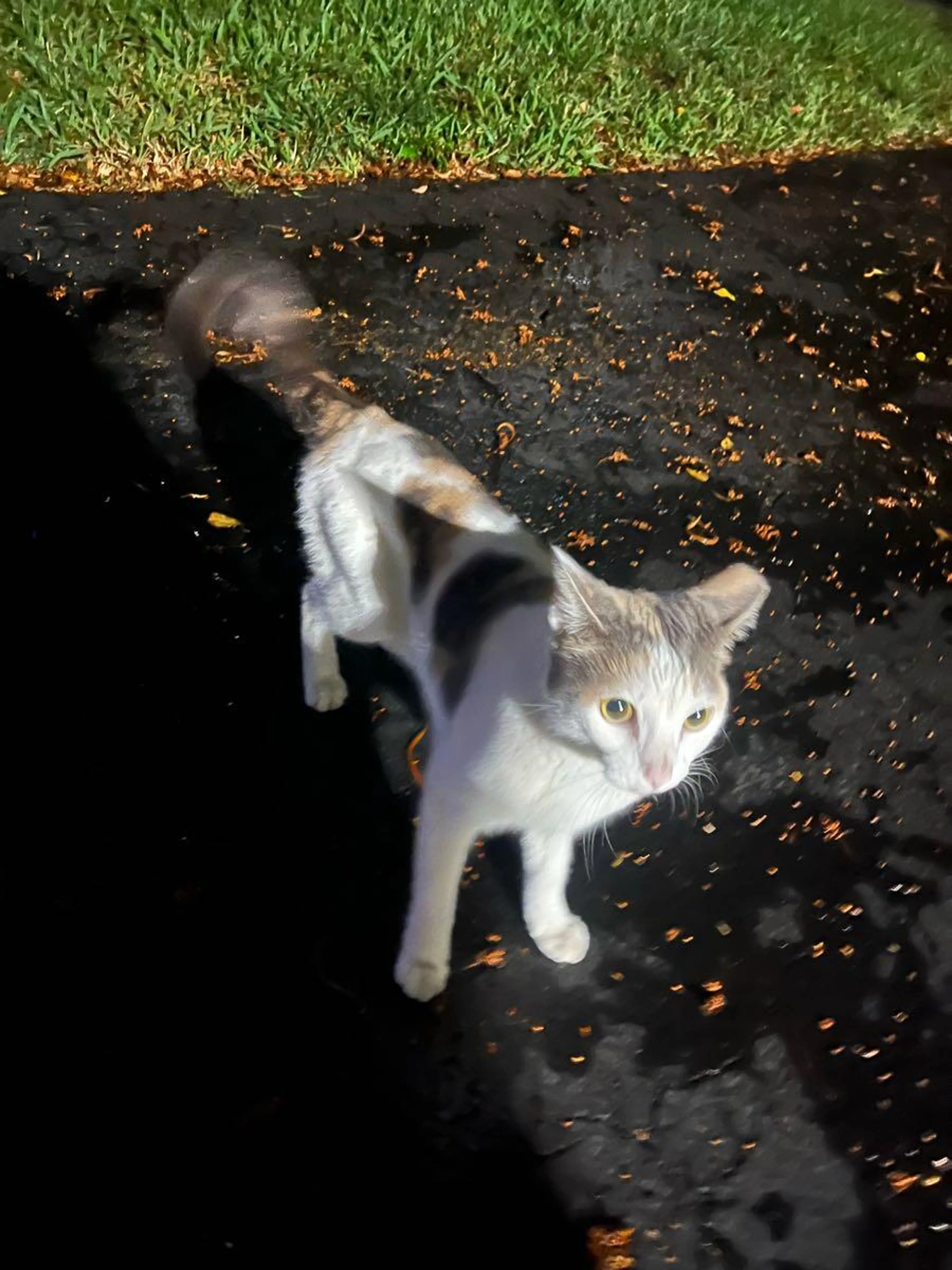 Found pet