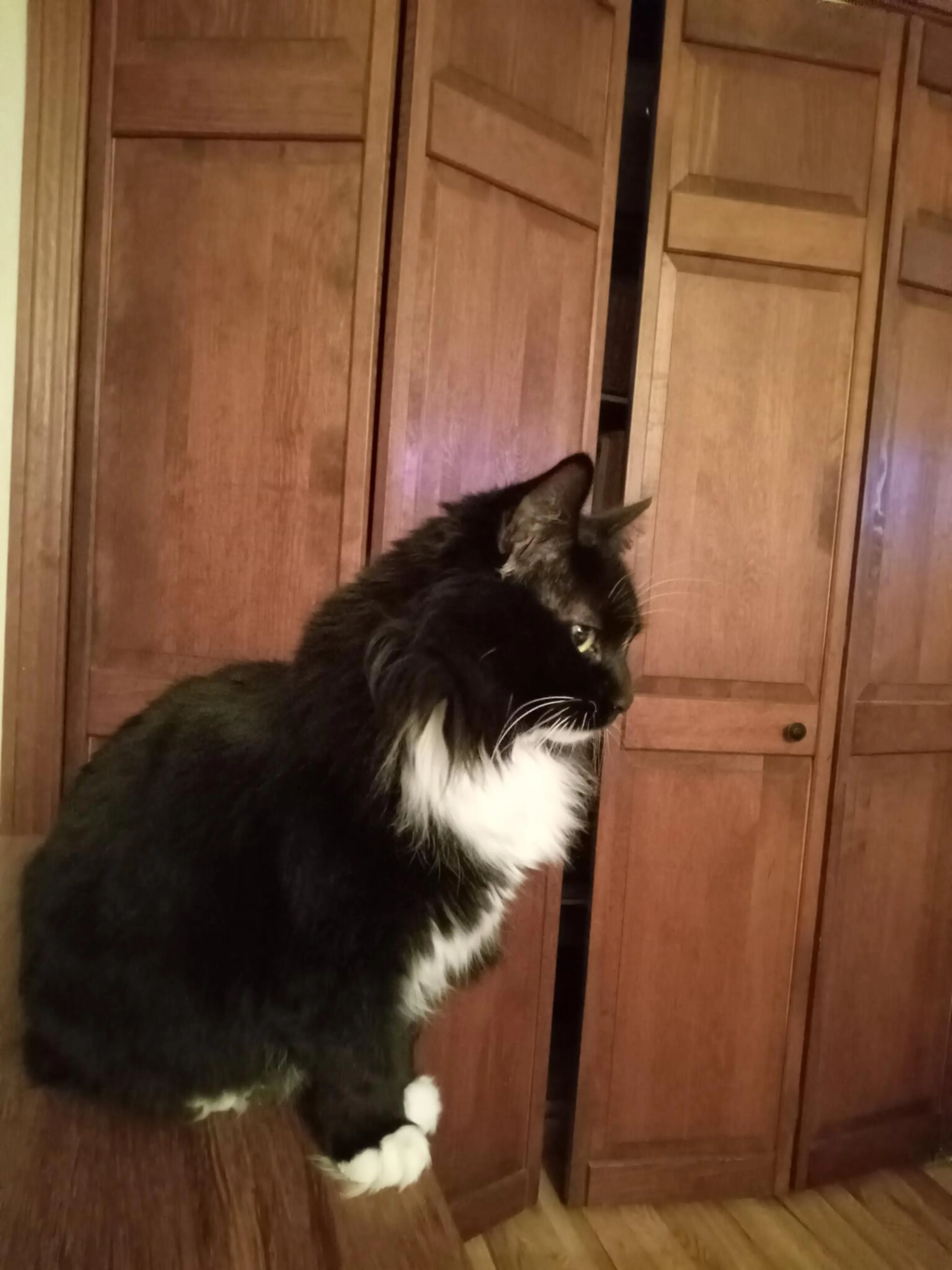 Lost pet