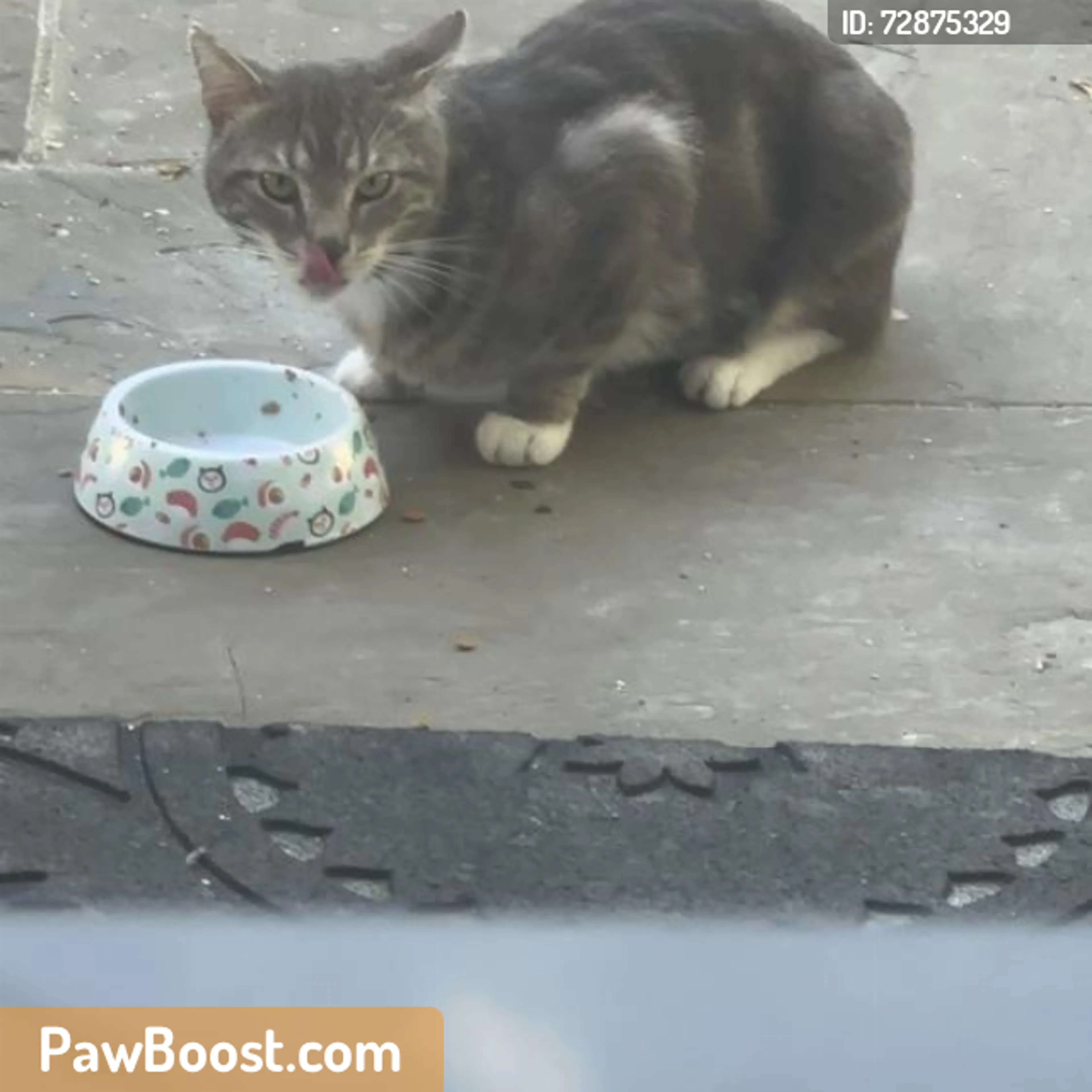 Found pet
