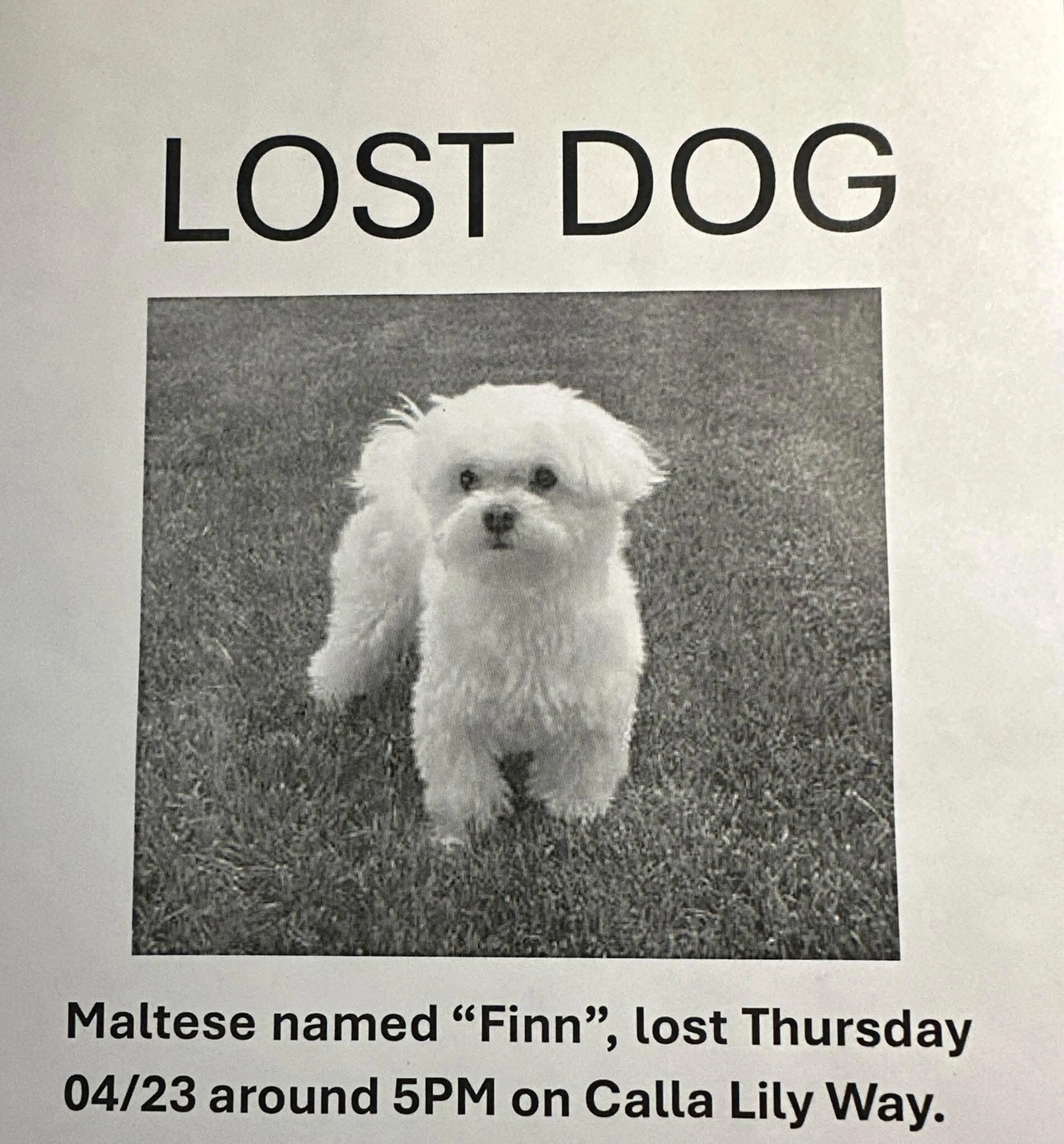 Lost pet