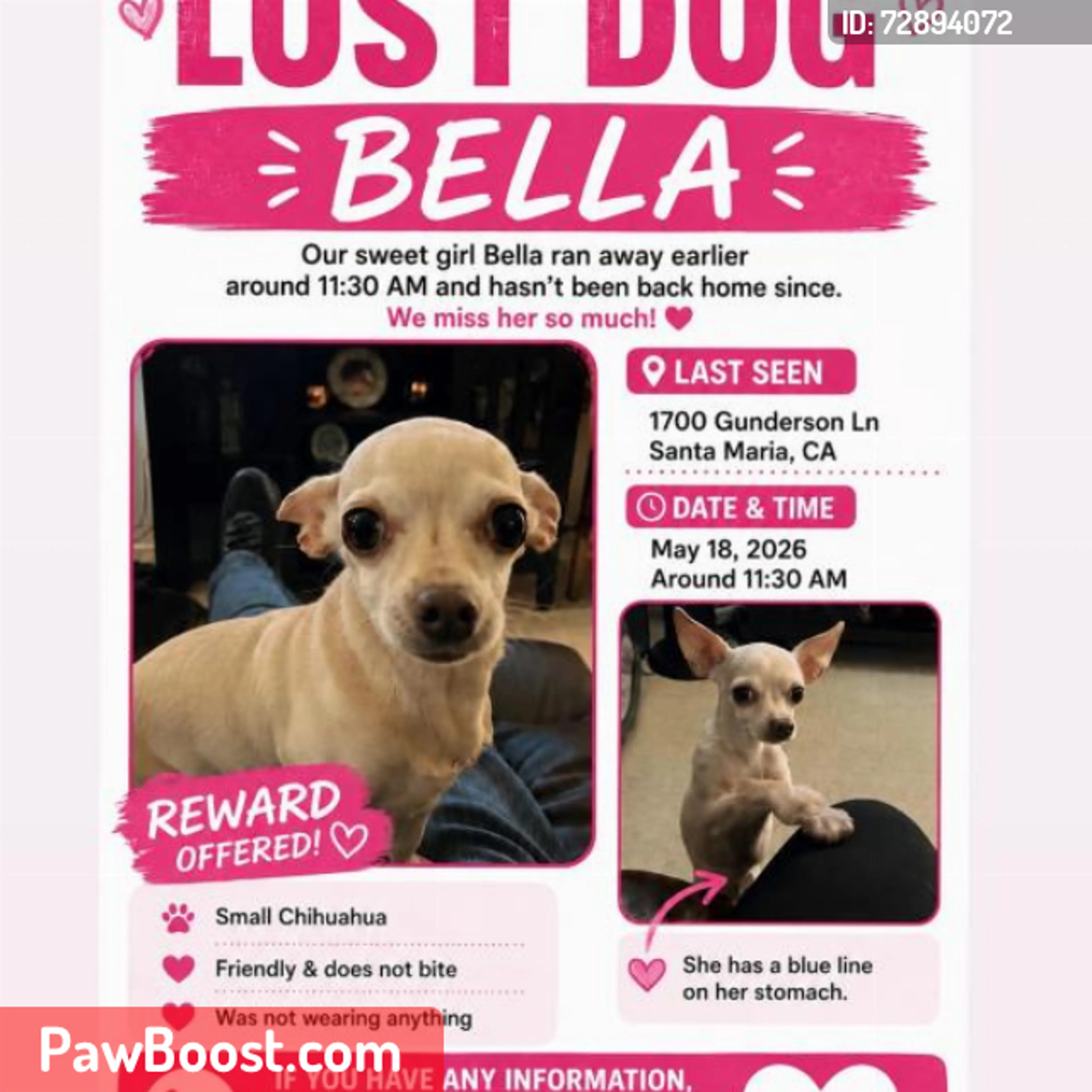 Lost pet