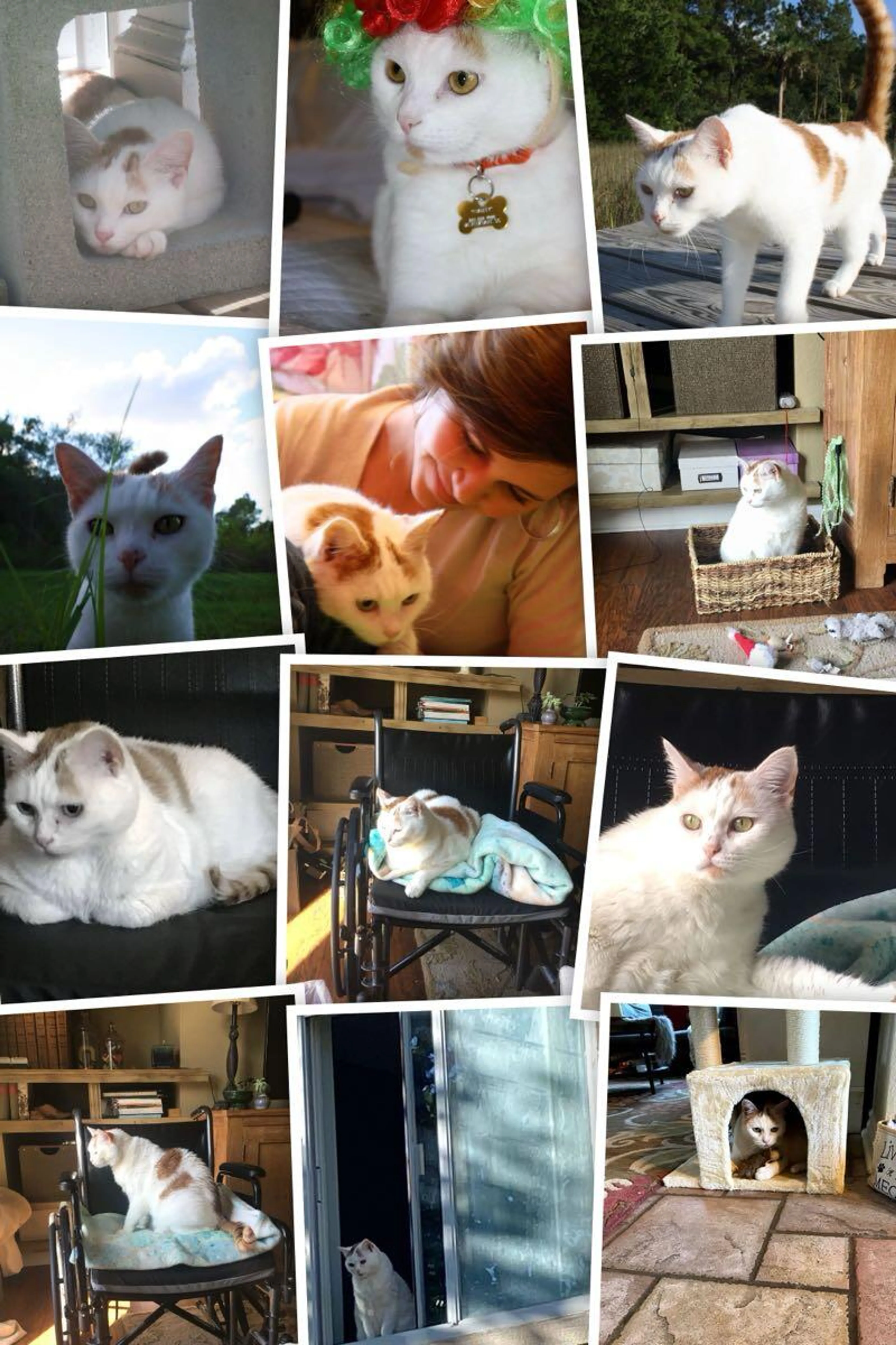 Lost pet