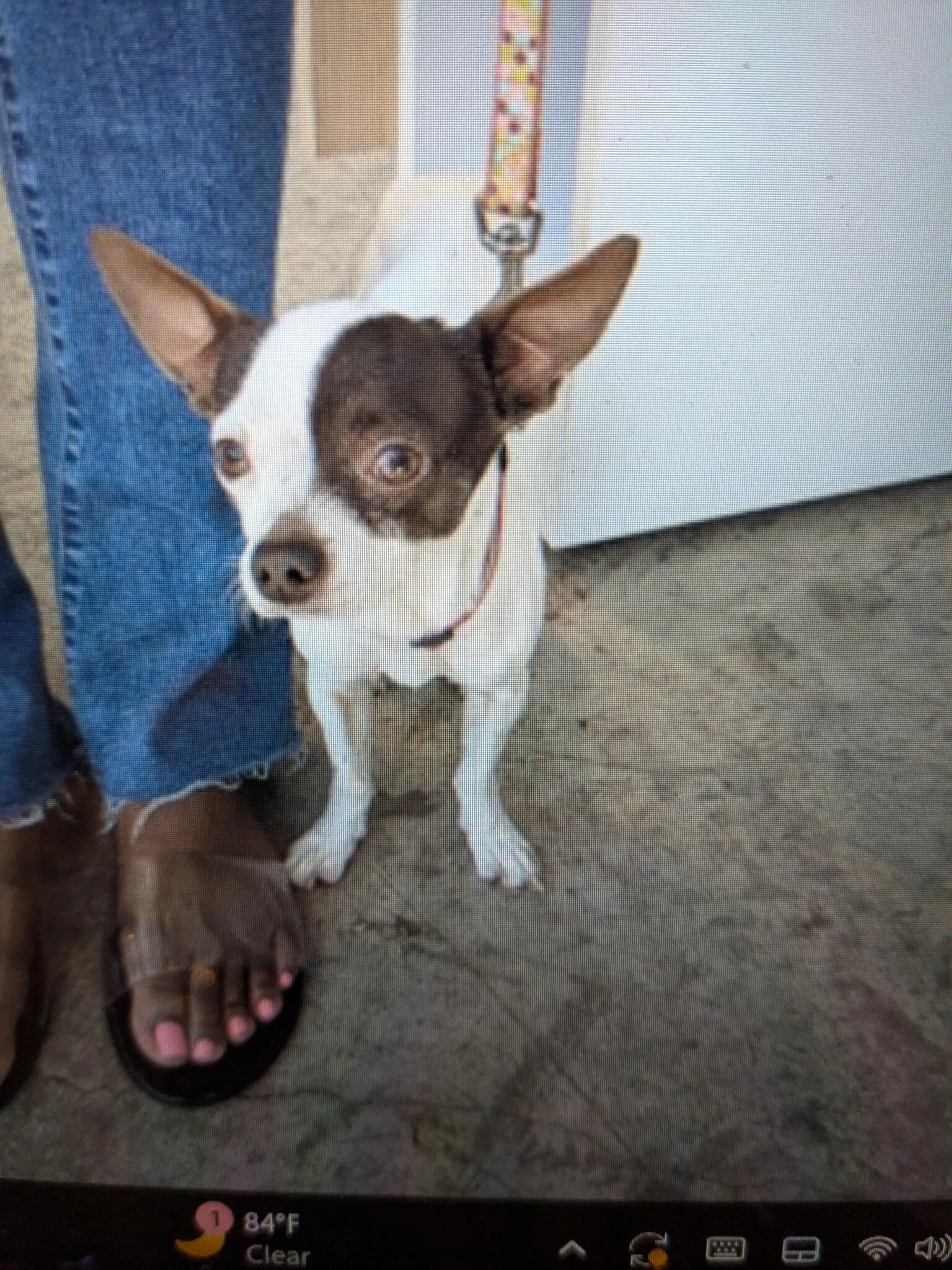Found pet