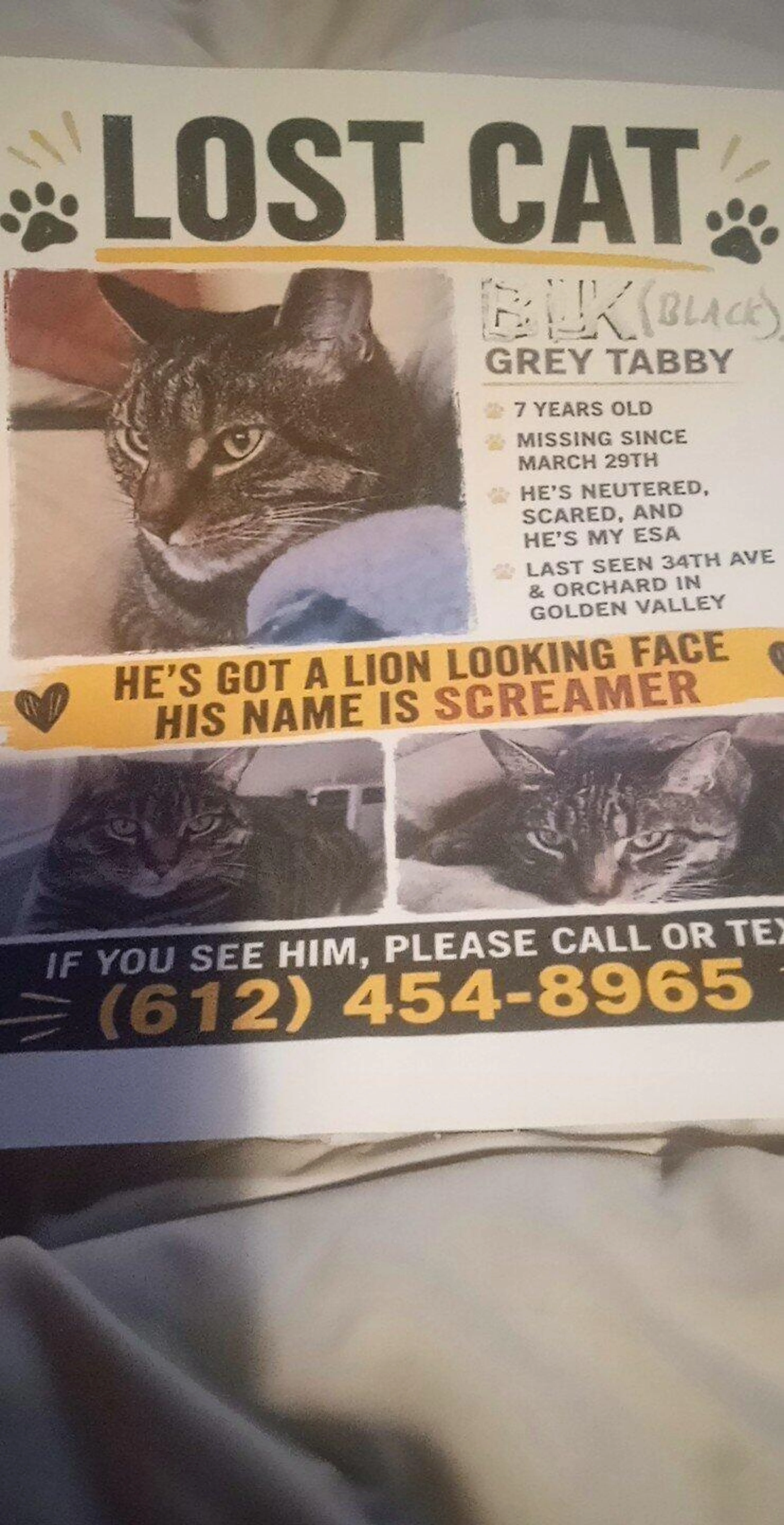 Lost pet