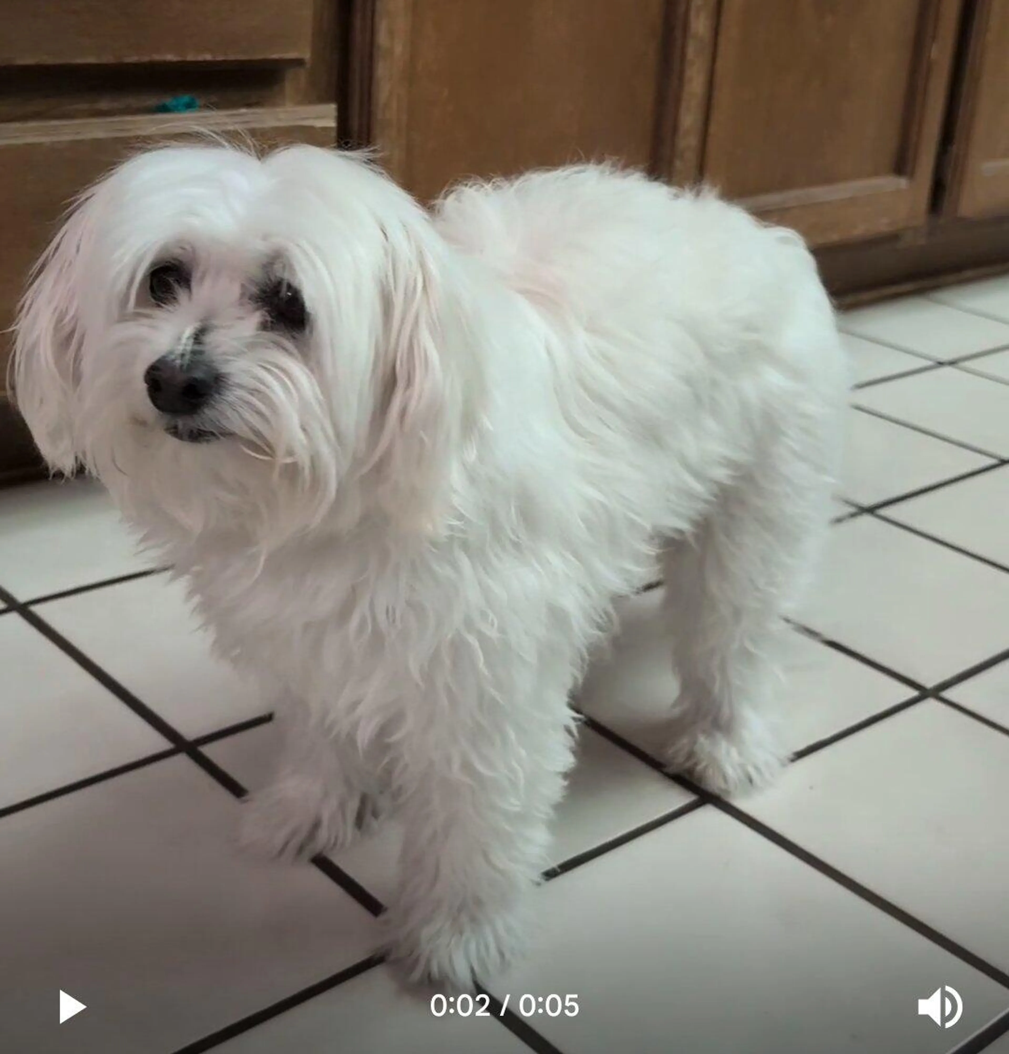 Lost pet