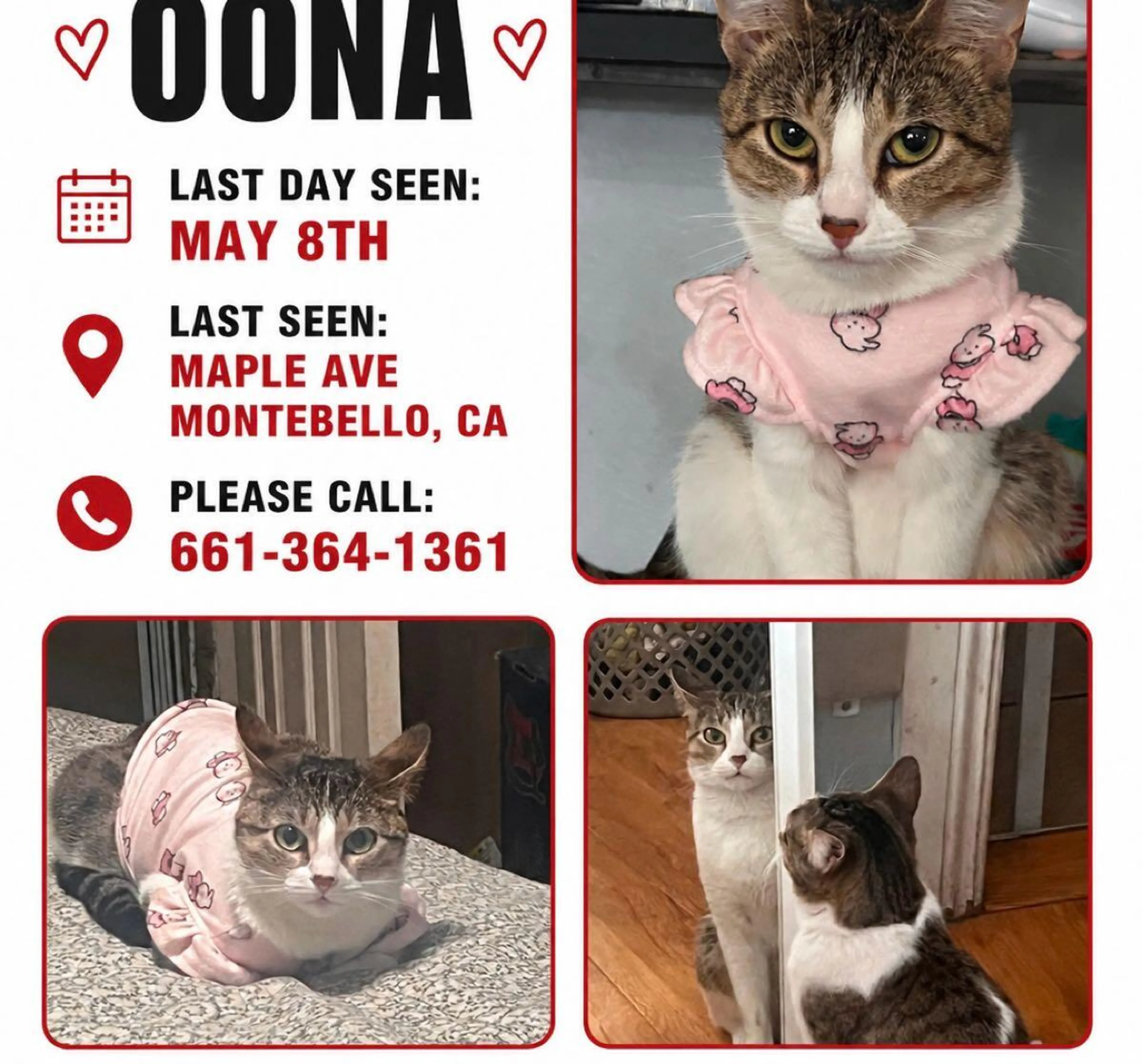 Lost pet