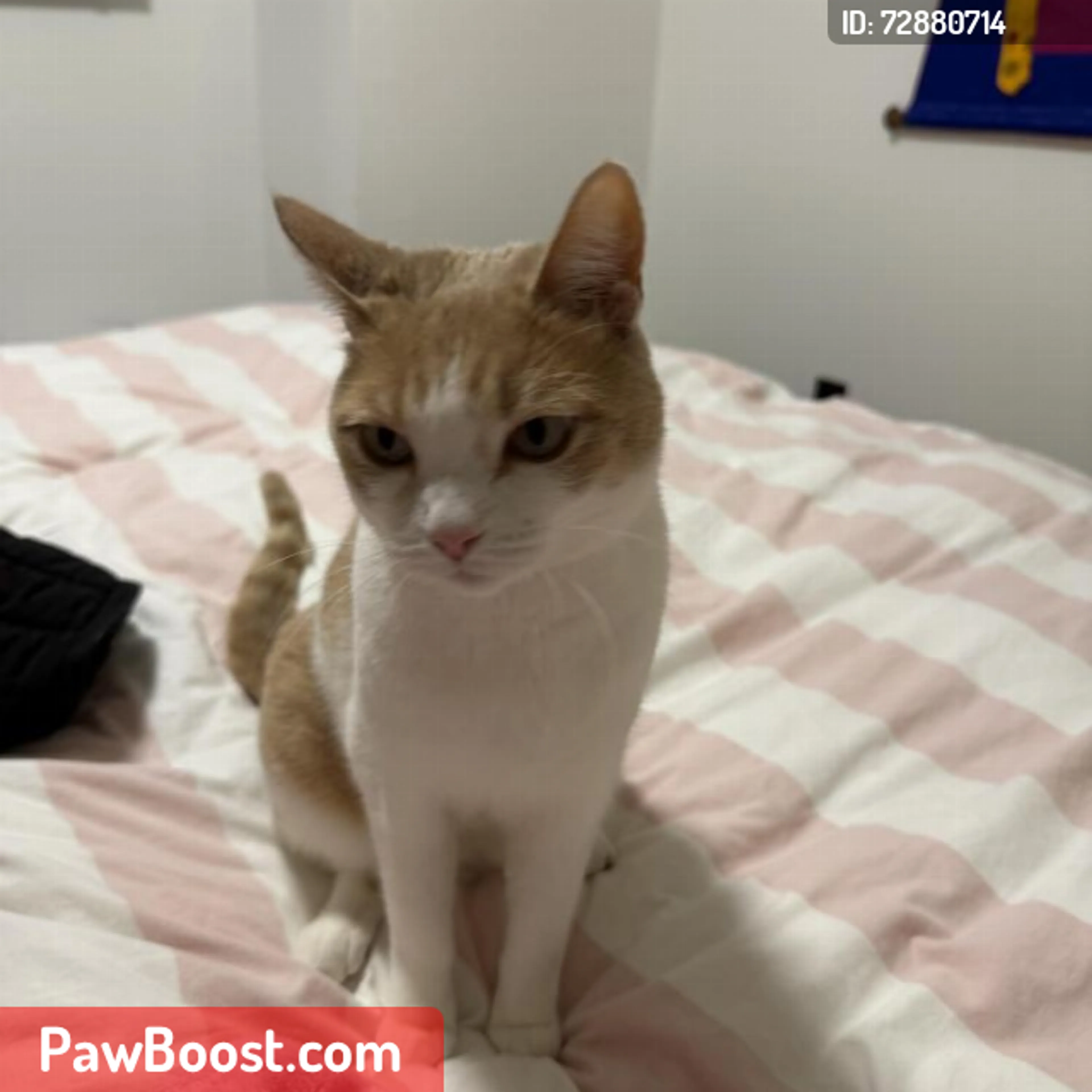 Lost pet