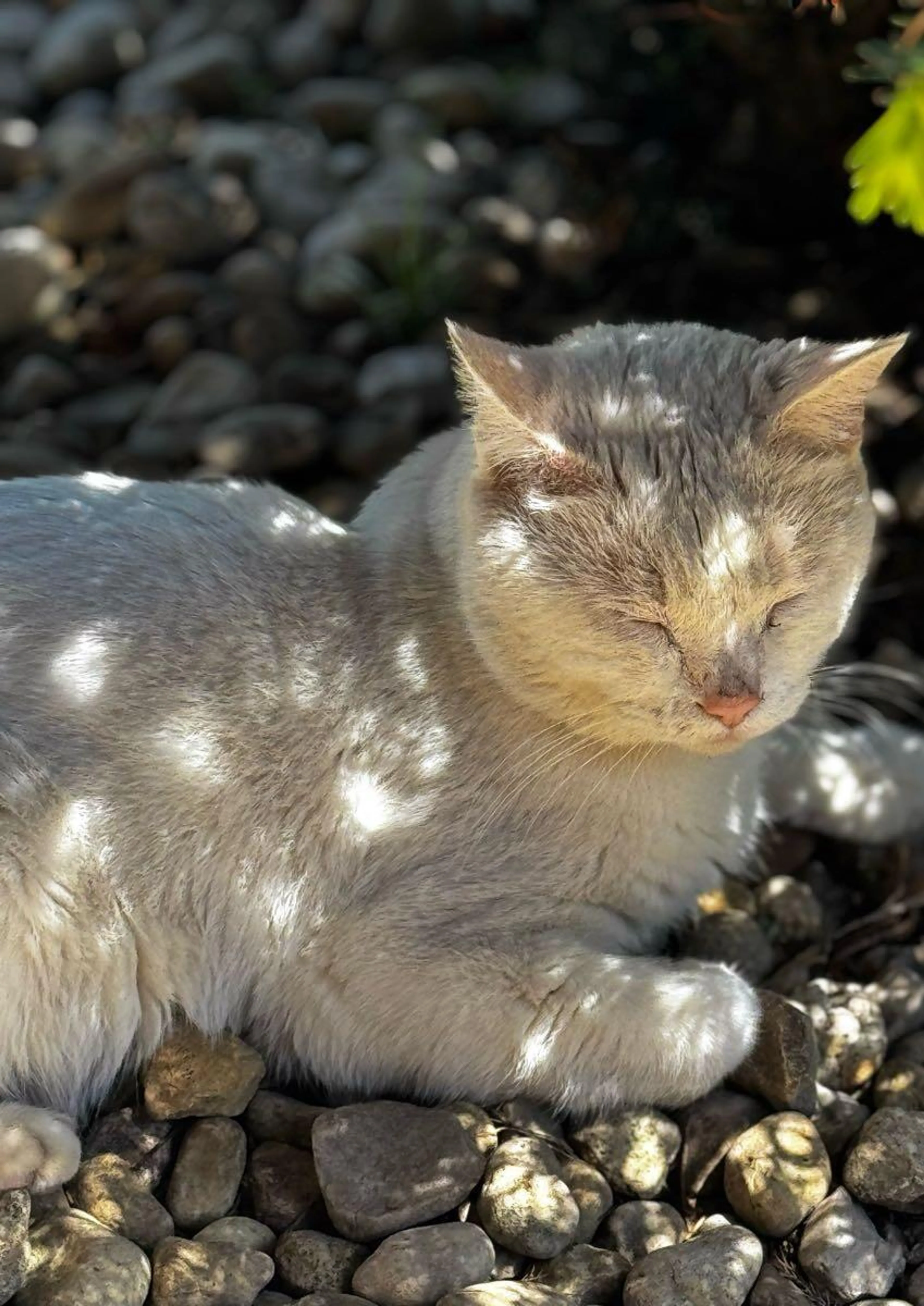 Found pet