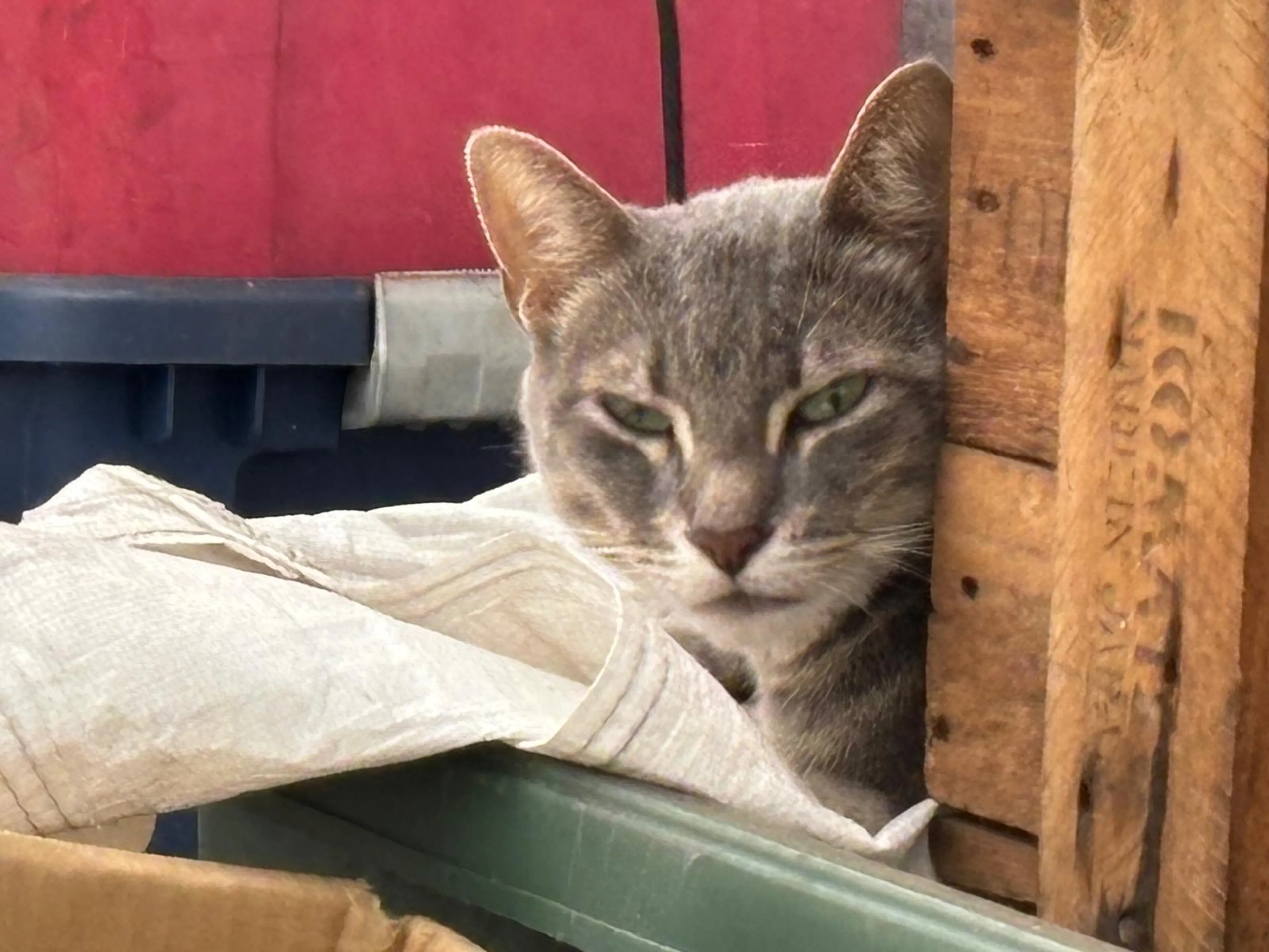 Found pet