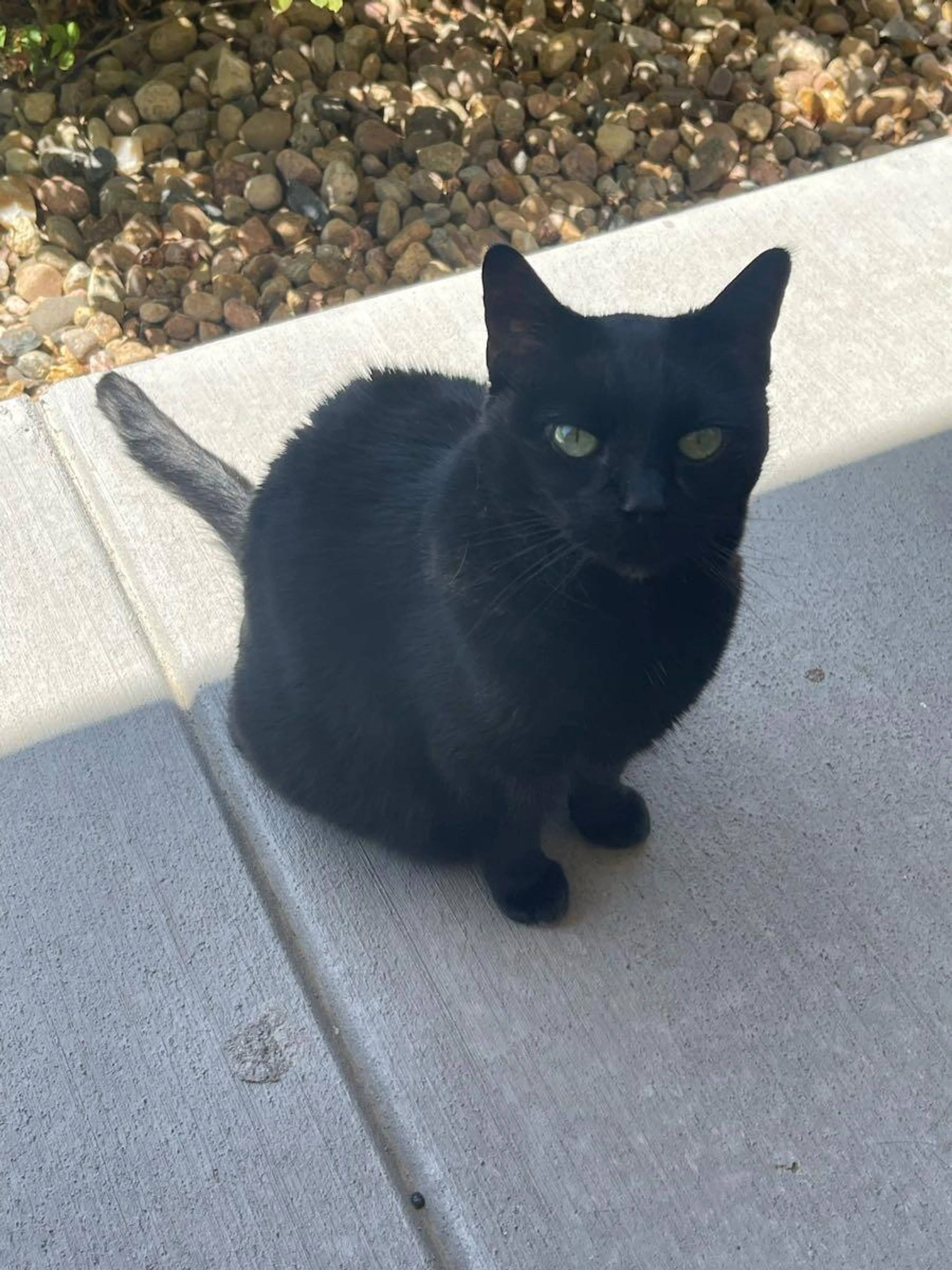 Found pet