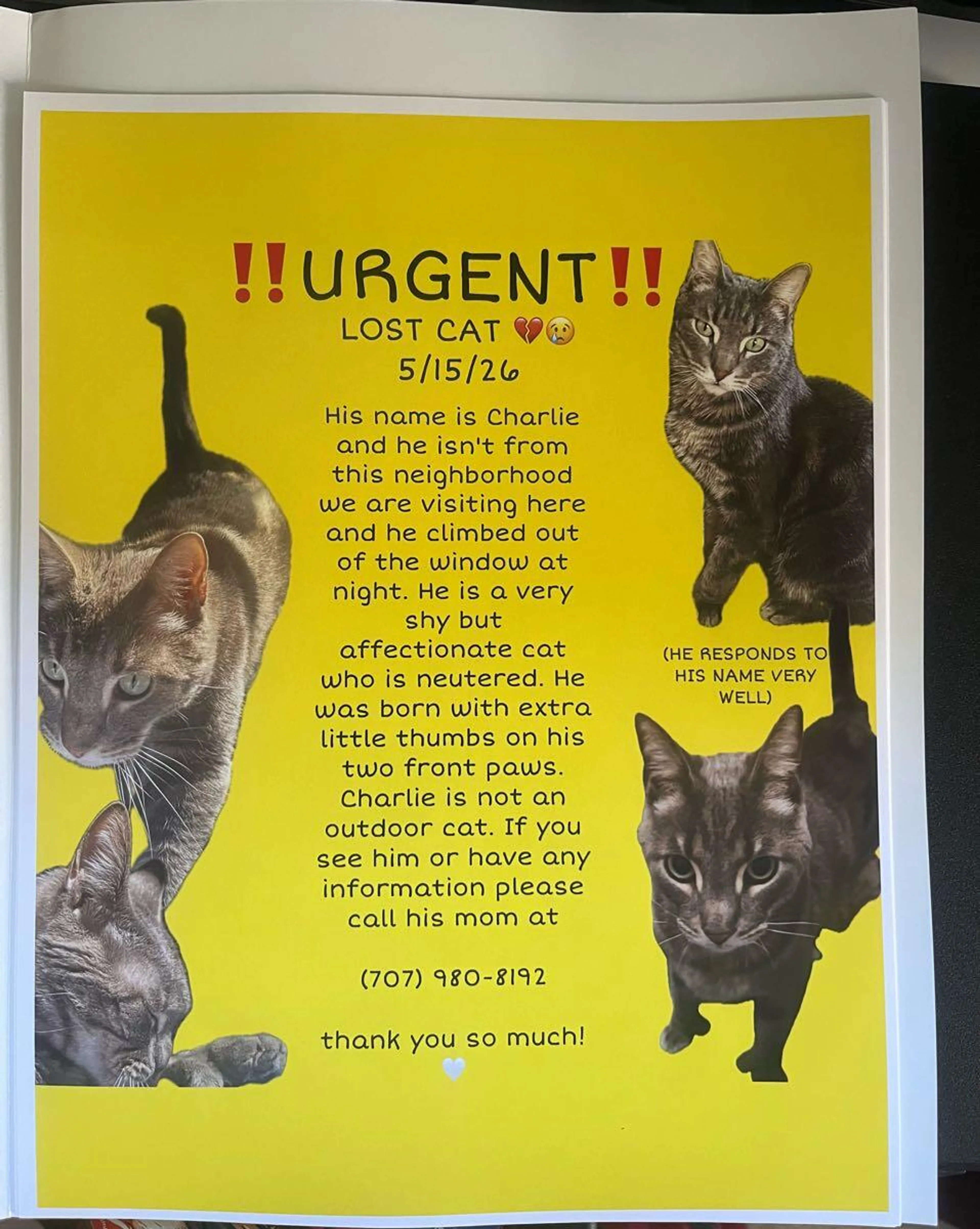 Lost pet
