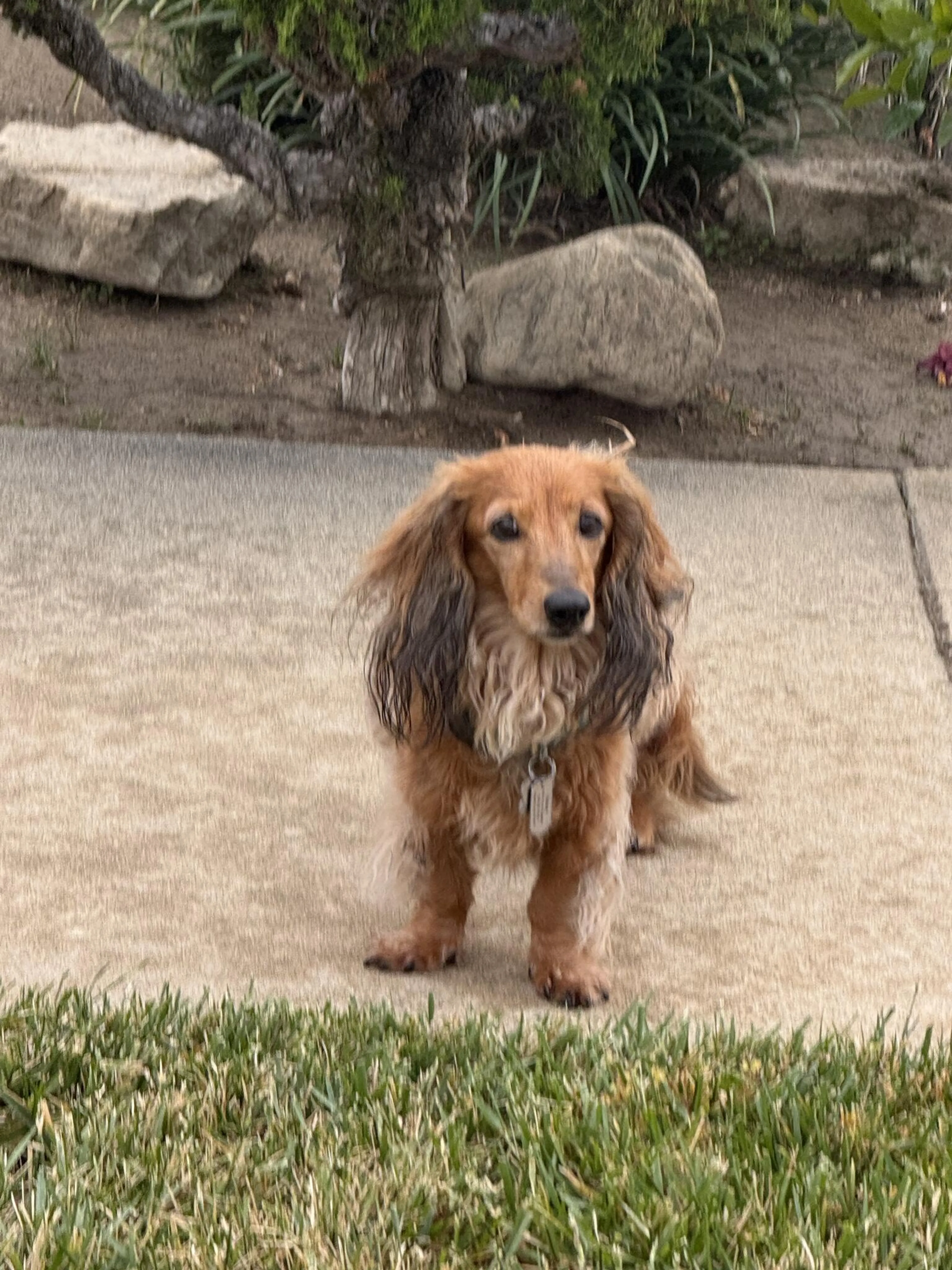 Lost pet