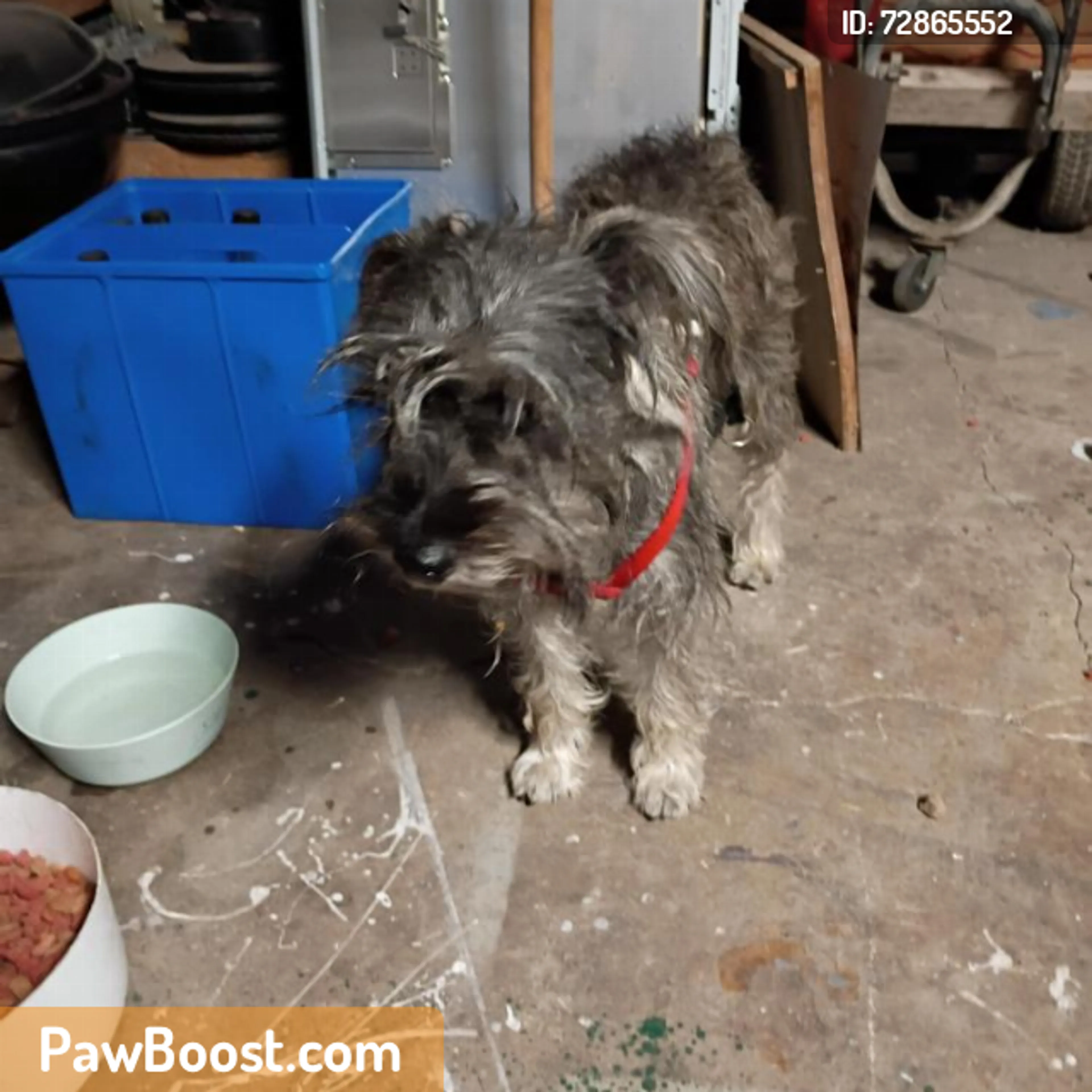 Found pet