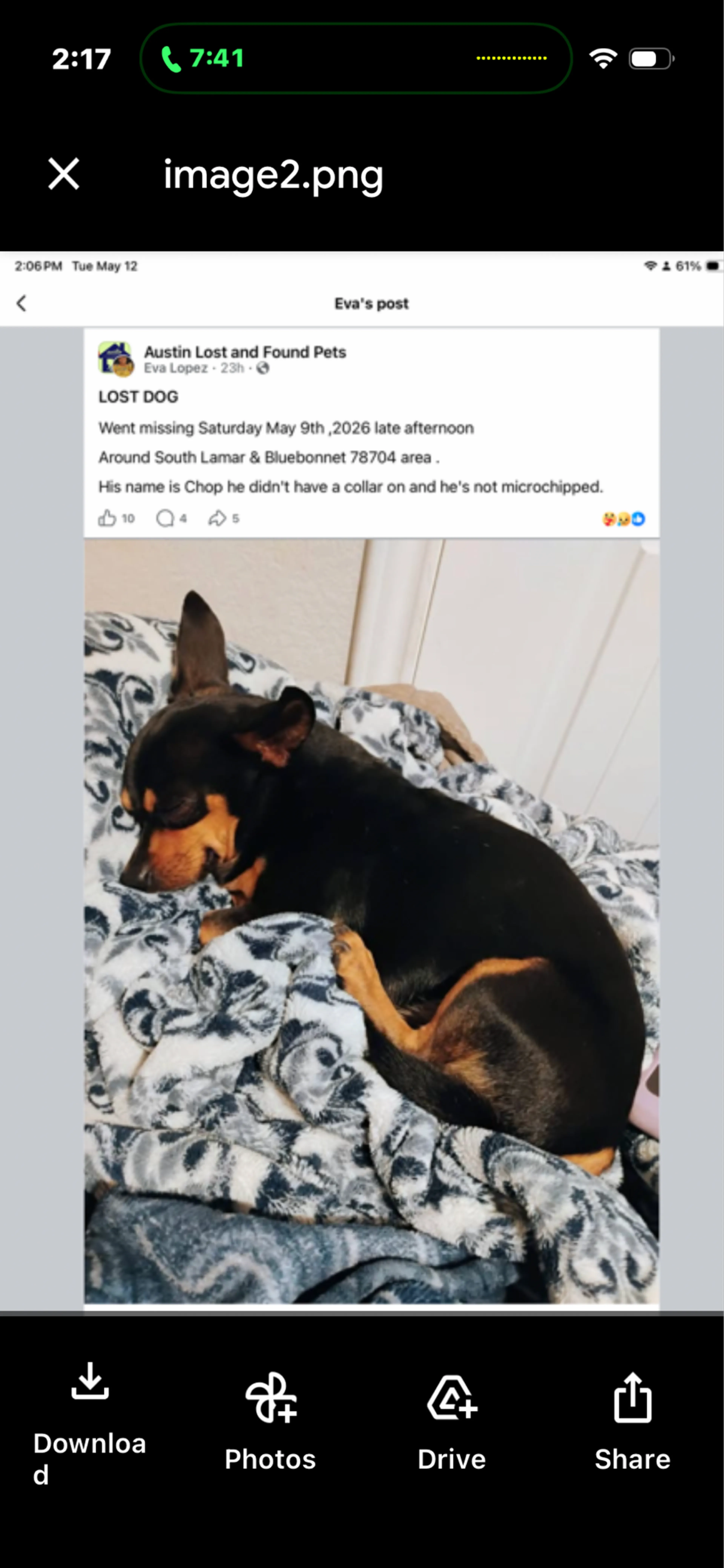 Found pet